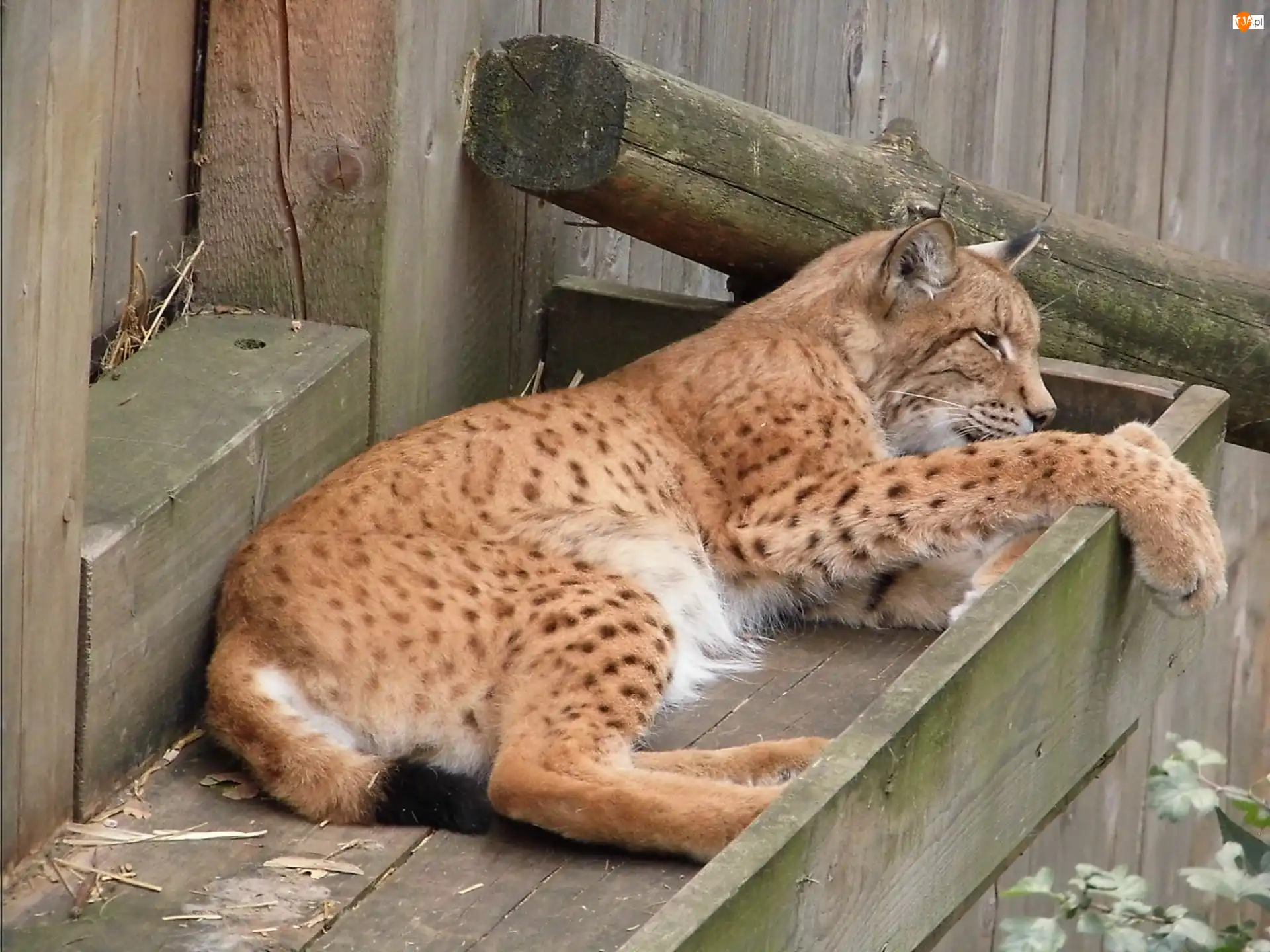 Zoo, Ryś