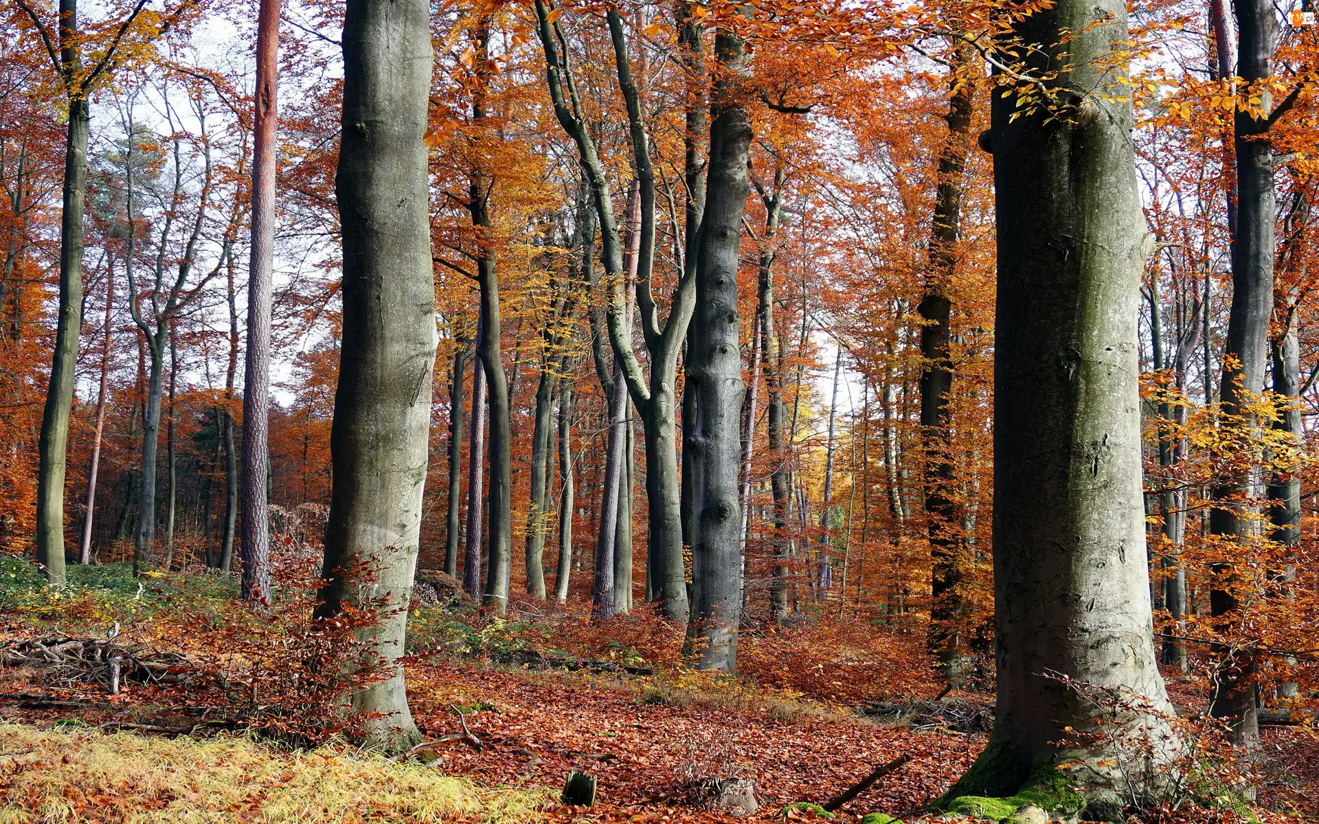 Las, Jesień, Gałęzie, Liście, Drzewa, Opadłe