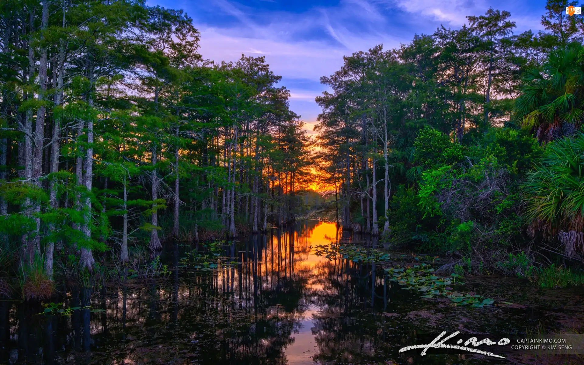 Zachód słońca, Floryda, Loxahatchee Slough, Rośliny, Jezioro, Palm Beach Garden, Las, Stany Zjednoczone, Drzewa