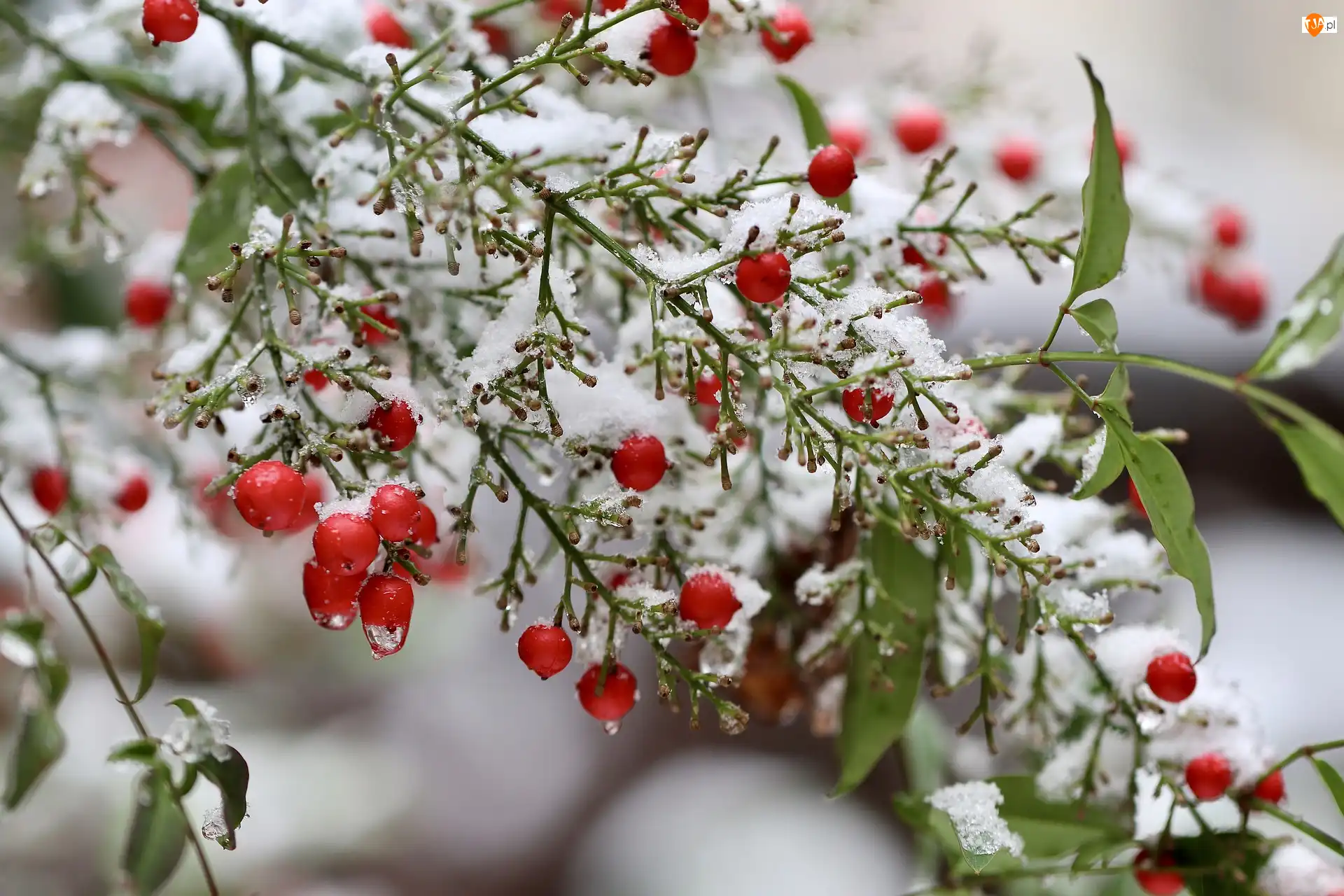 Krzew, Śnieg, Niebiański bambus, Jagody, Nandina, Czerwone