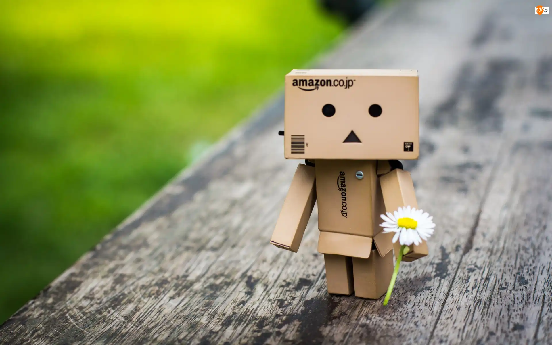 Deska, Danbo, Kwiat, Stokrotka