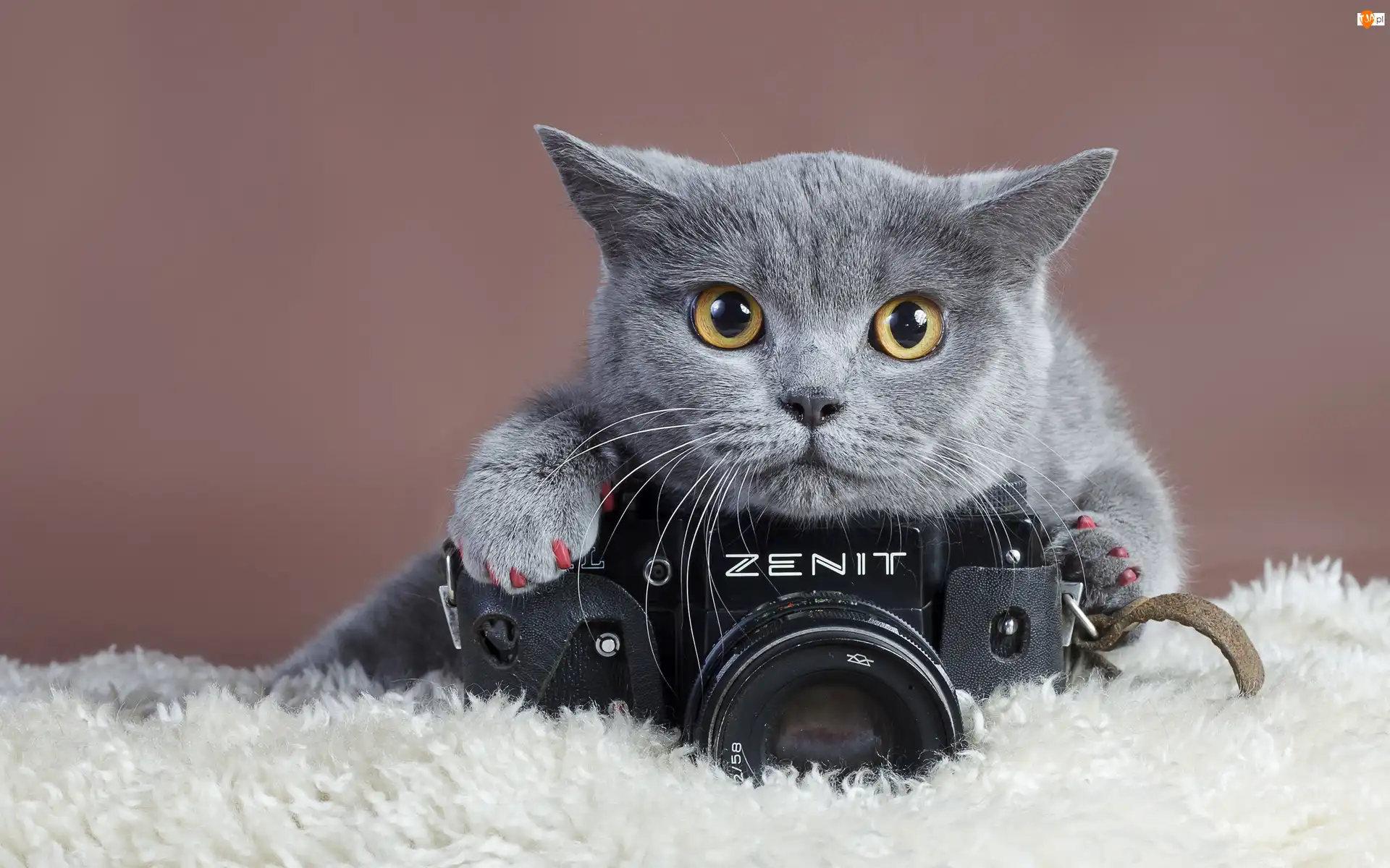 Fotograficzny, Kot, Brytyjski, Aparat
