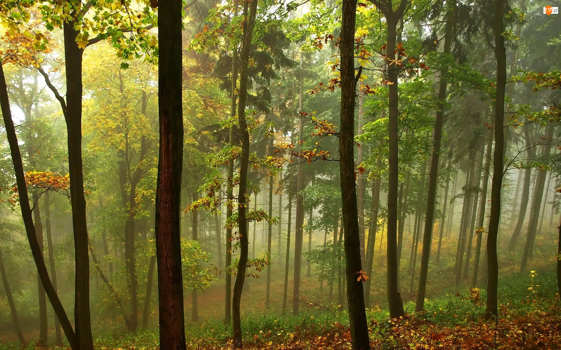 Mgła, Jesień, Las