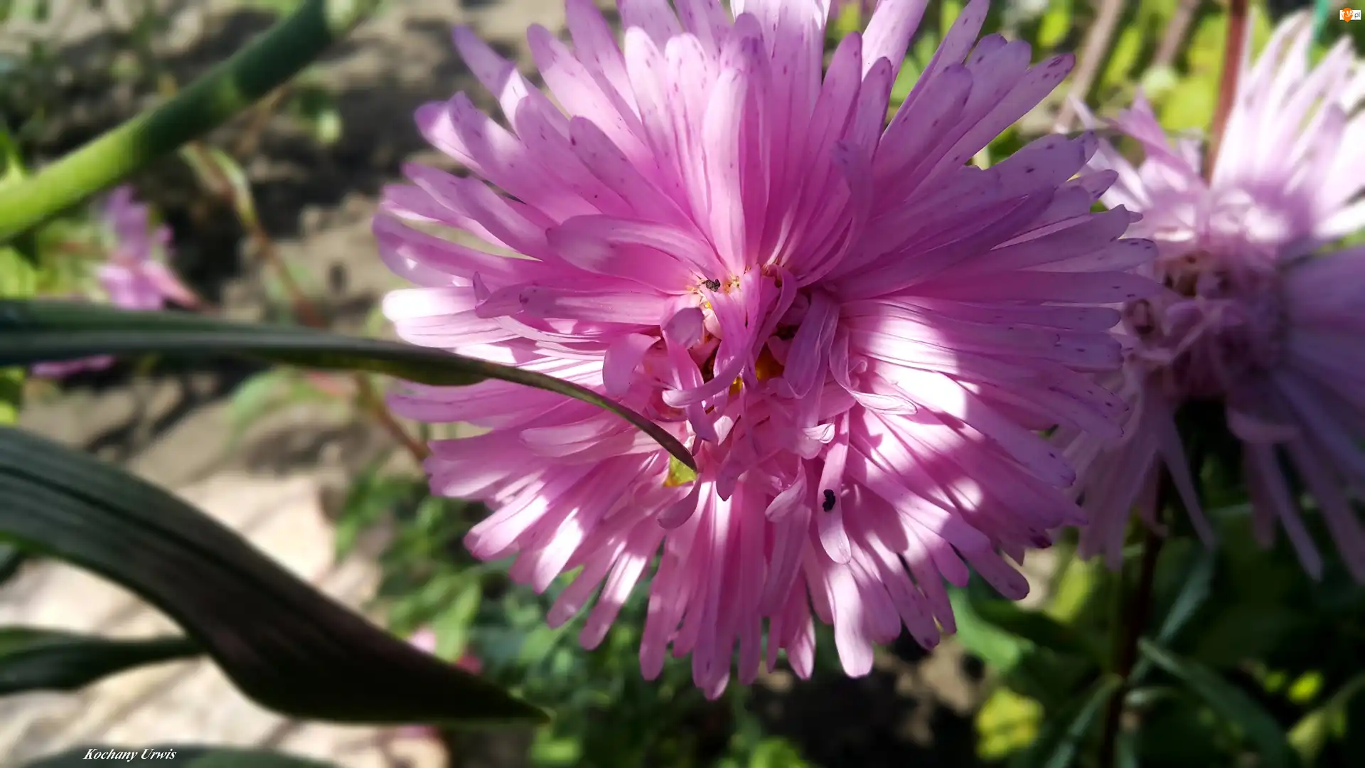Aster, Różowy