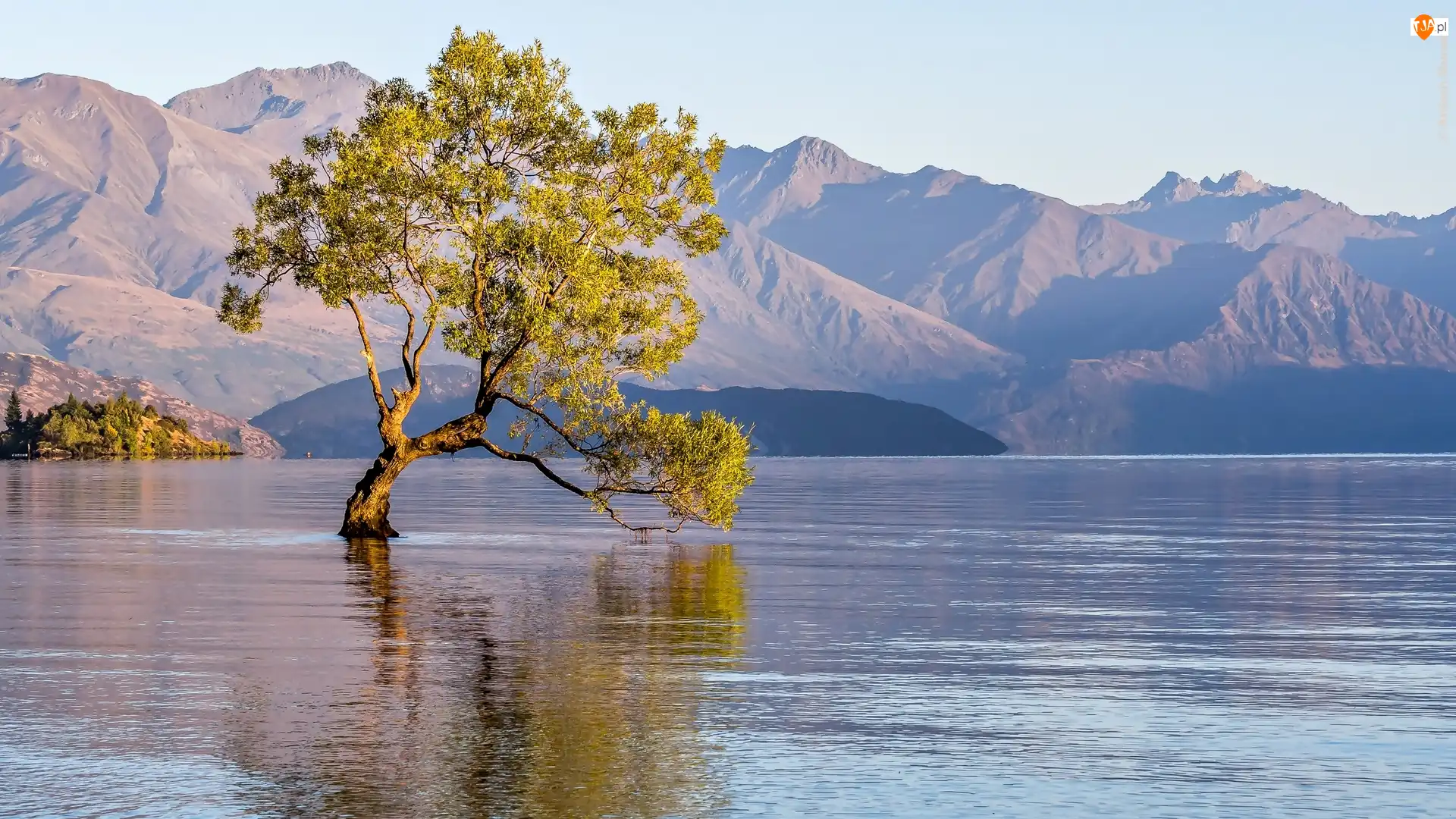 Drzewo, Nowa Zelandia, Jezioro Wanaka, Góry