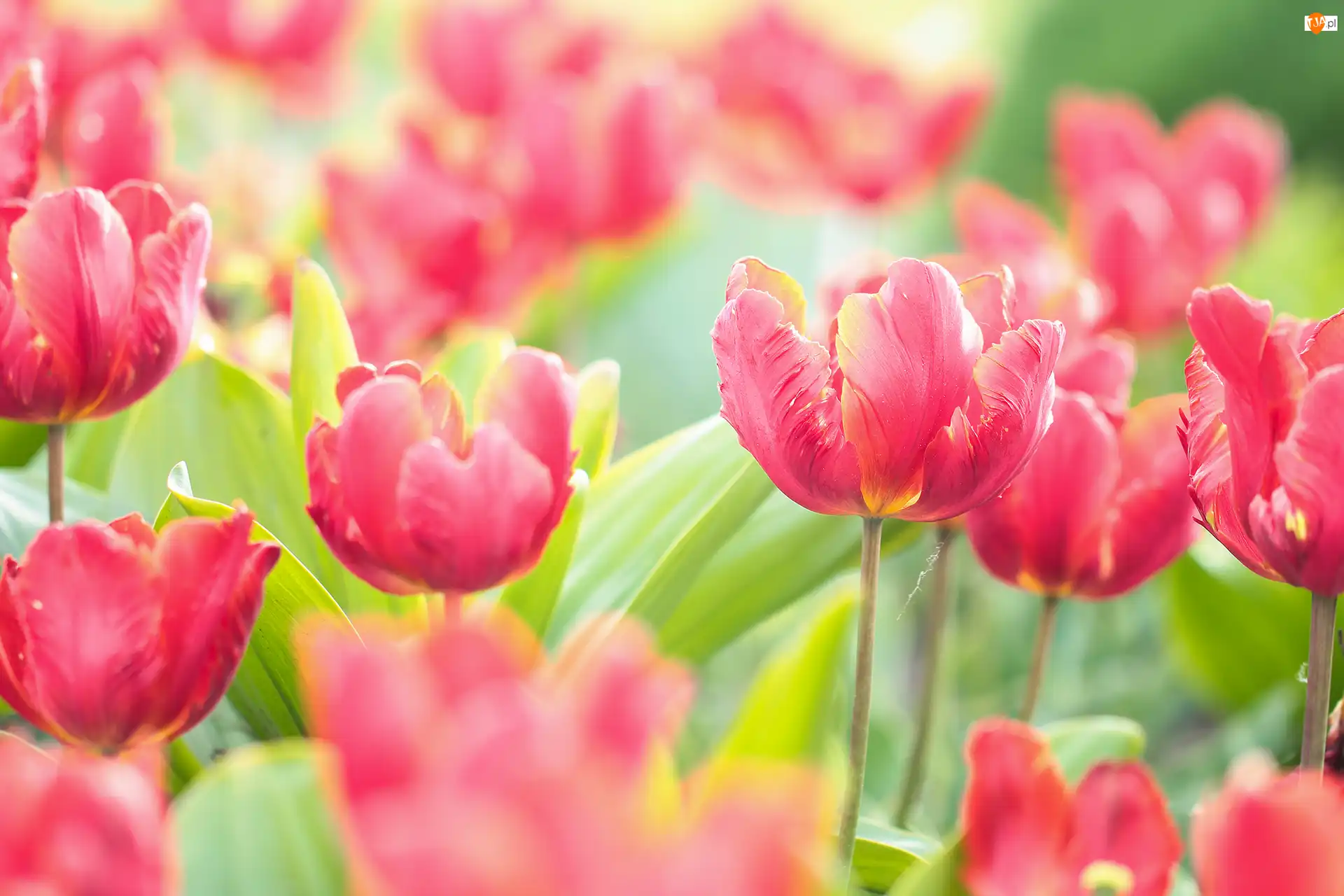Kwiaty, Czerwone, Tulipany