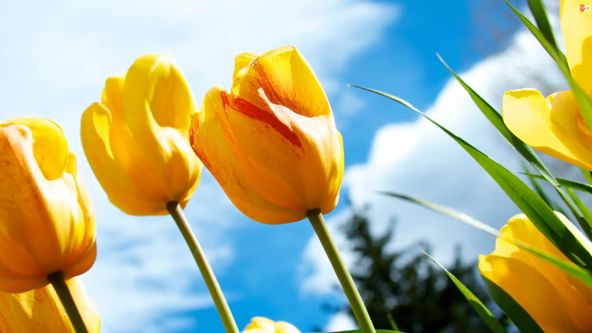 Niebo, Żółte, Tulipany