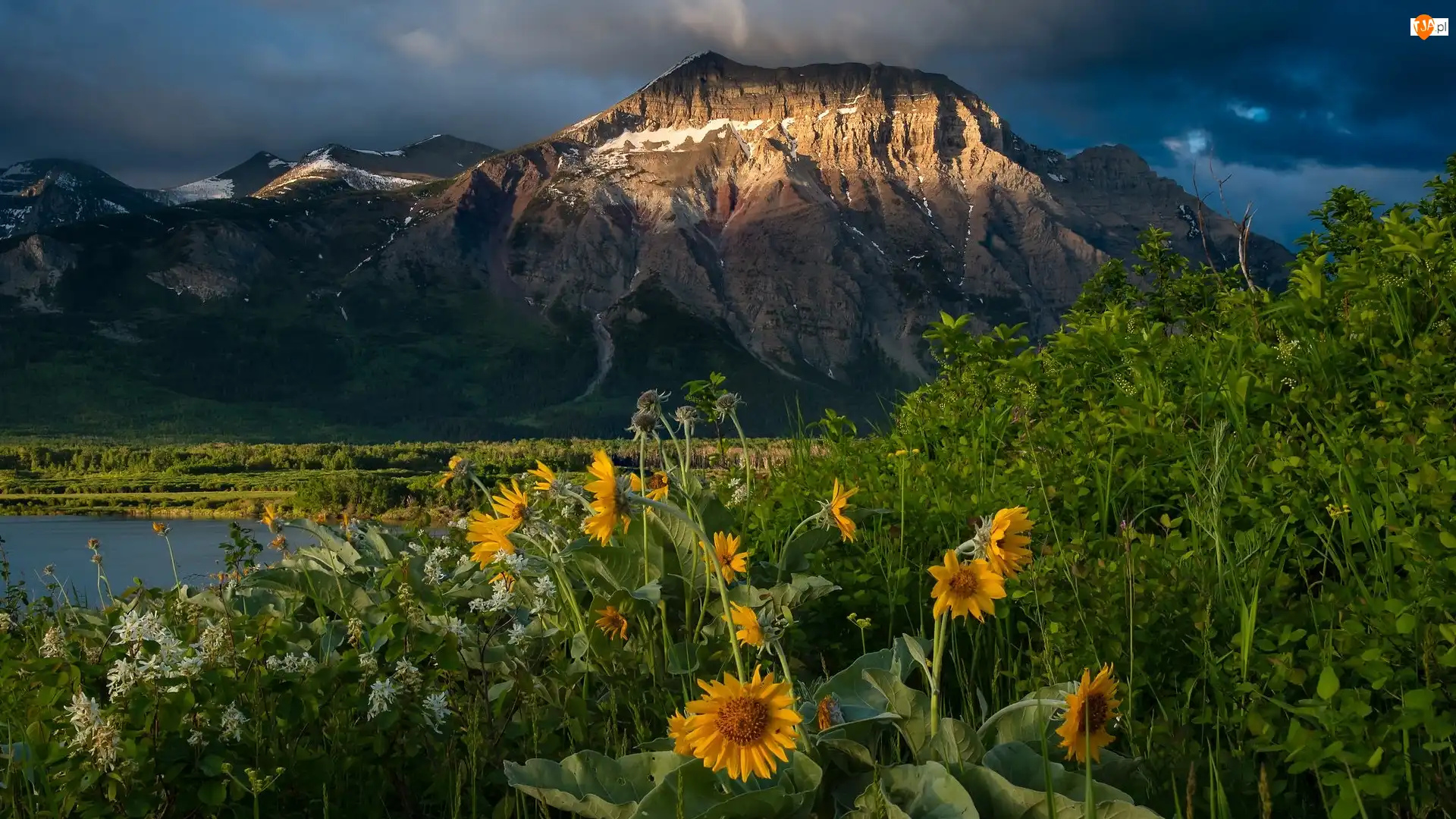 Kanada, Jezioro, Alberta, Kwiaty, Park Narodowy Waterton Lakes, Chmury, Żółte, Góra, Białe