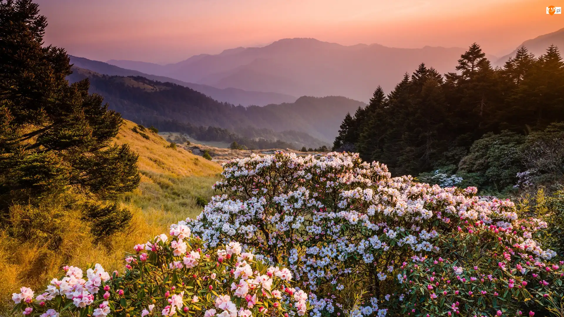 Rododendrony, Drzewa, Różaneczniki, Kwiaty, Góry