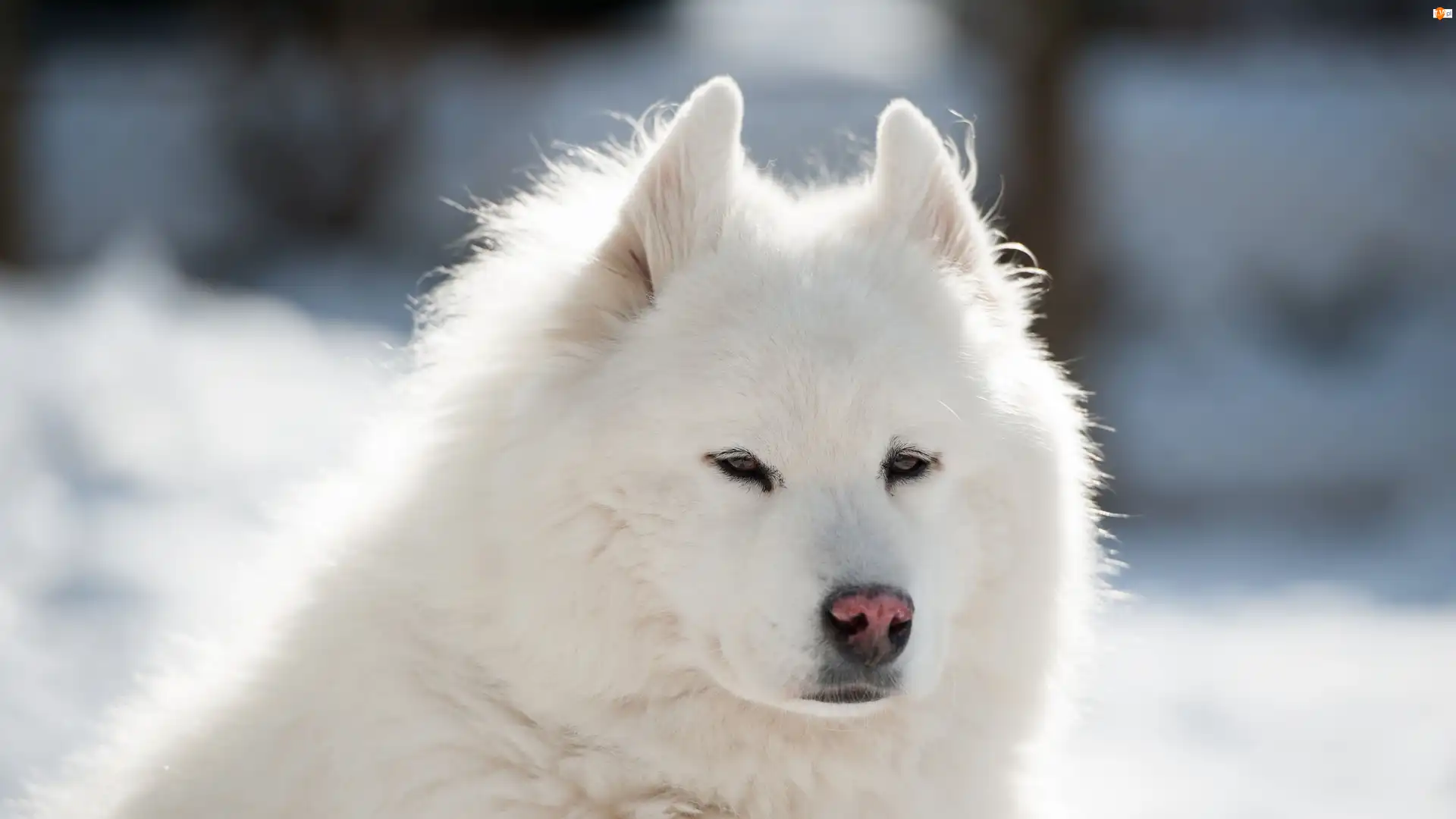 Biały, Samojed, Pies, Puszysty