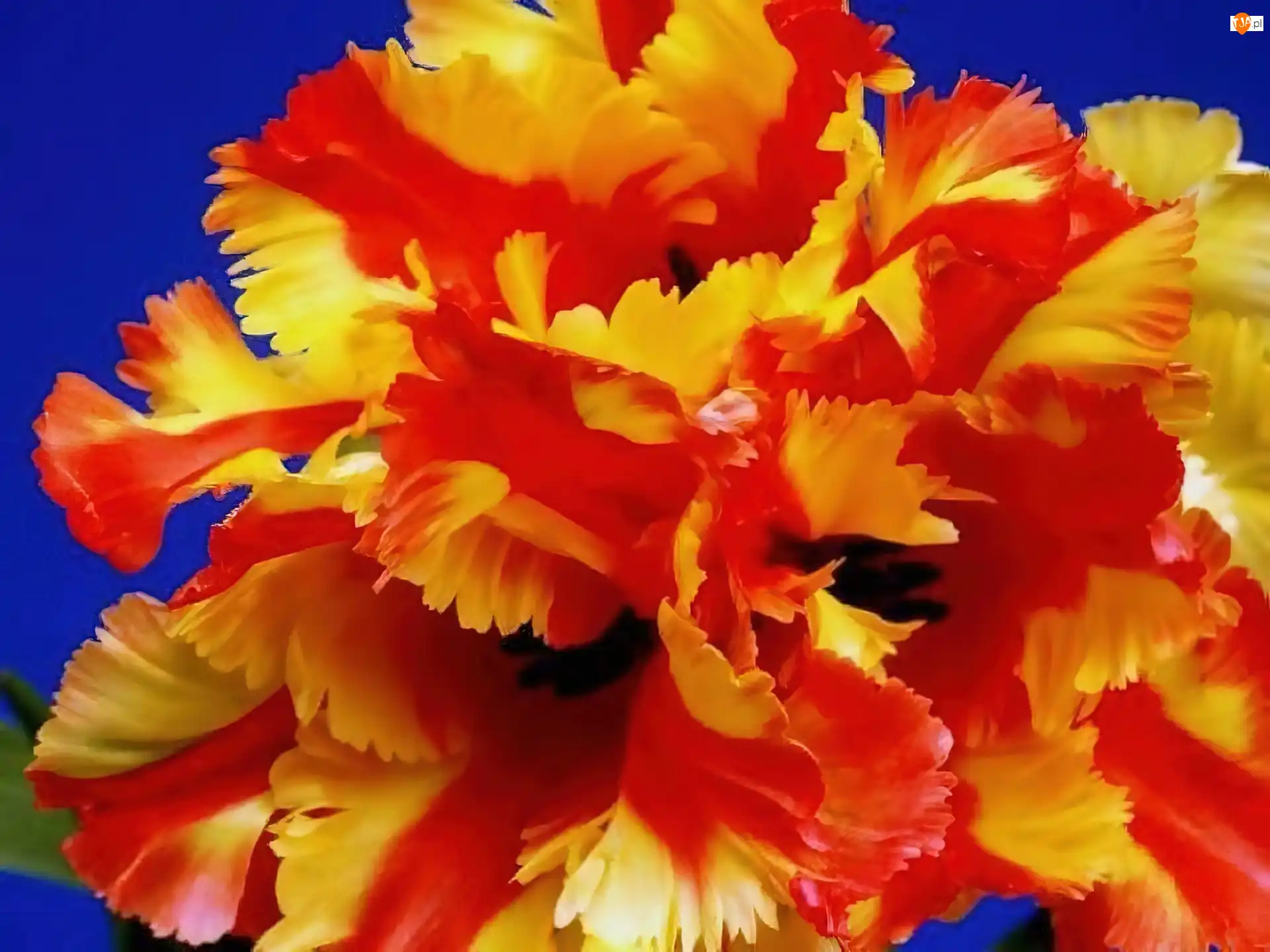 Tulipan, Żółto, Pomarańczowy