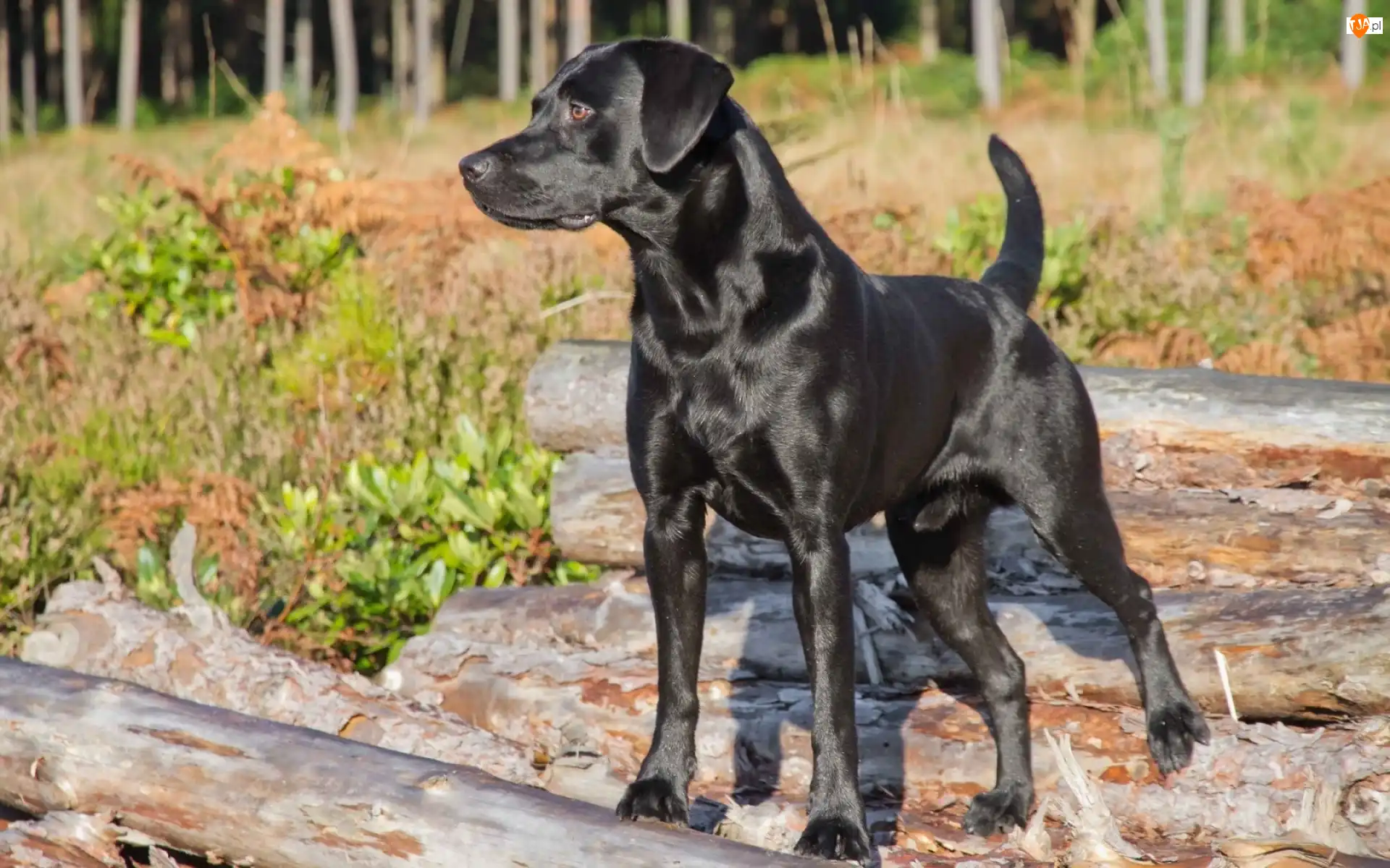 Kłody, Labrador Retriever, Pies, Czarny, Zarośla