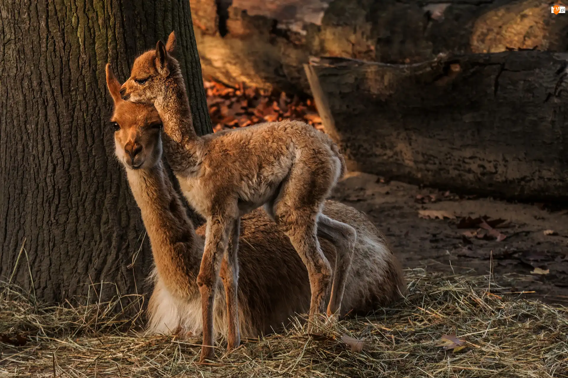 Lama, Dwie, Lamy, Młoda