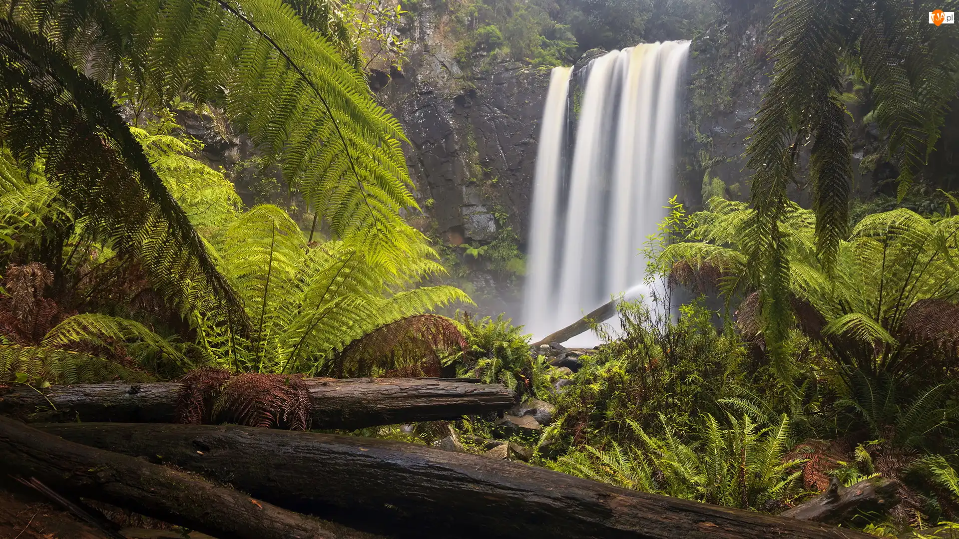 Park Narodowy Great Otway, Wodospad, Kłody, Stan Wiktoria, Hopetoun Falls, Skała, Australia, Paprocie