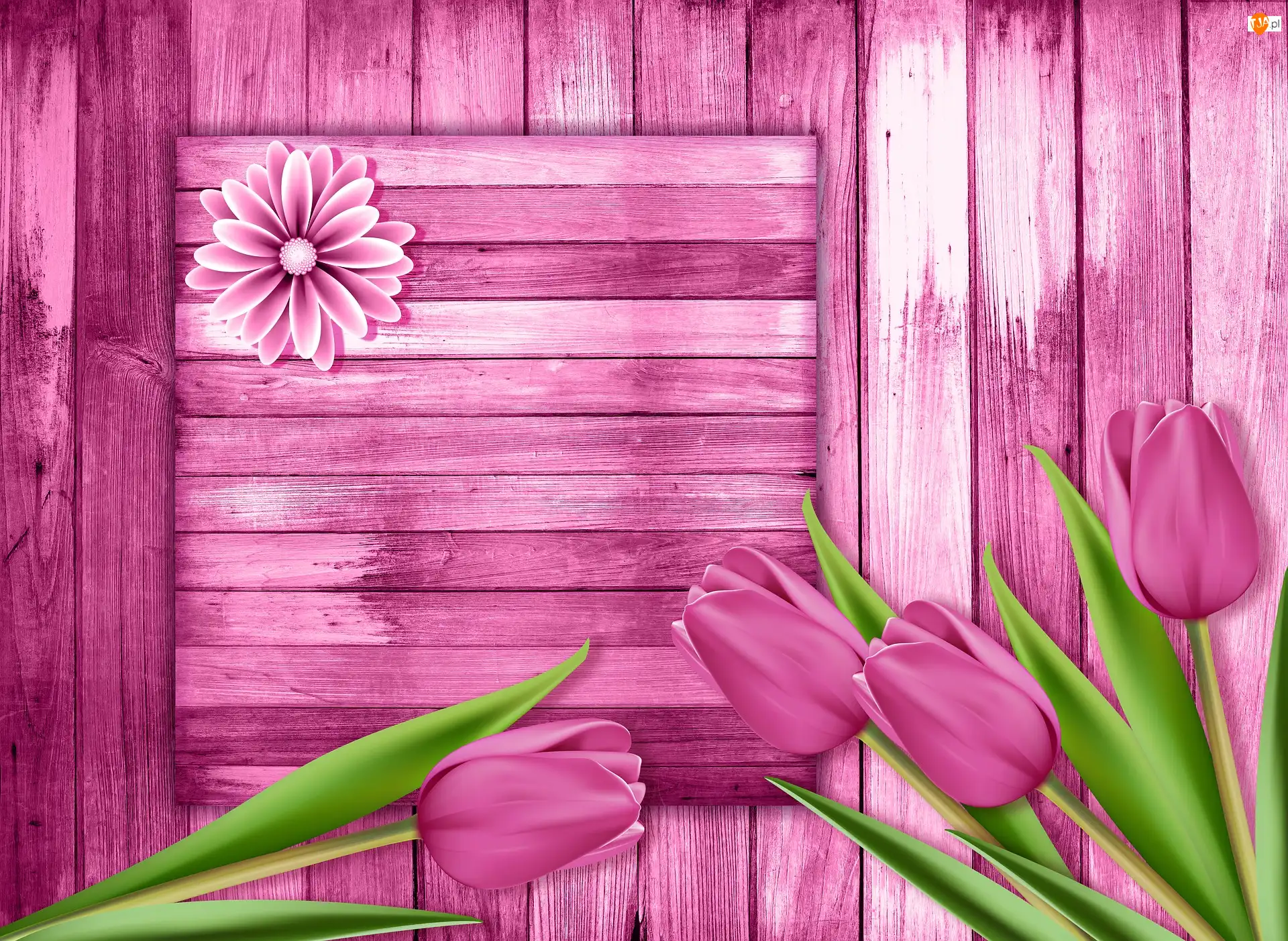2D, Tulipany, Różowe, Deski
