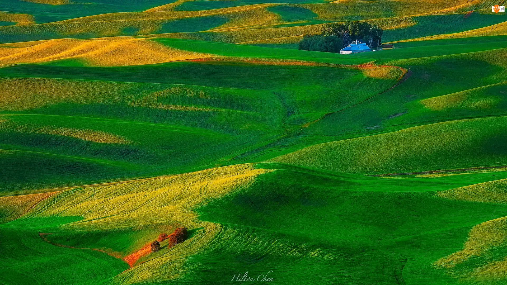 Region Palouse, Wzgórza, Pola, Stan Waszyngton, Drzewa, Dom, Stany Zjednoczone, Łąki