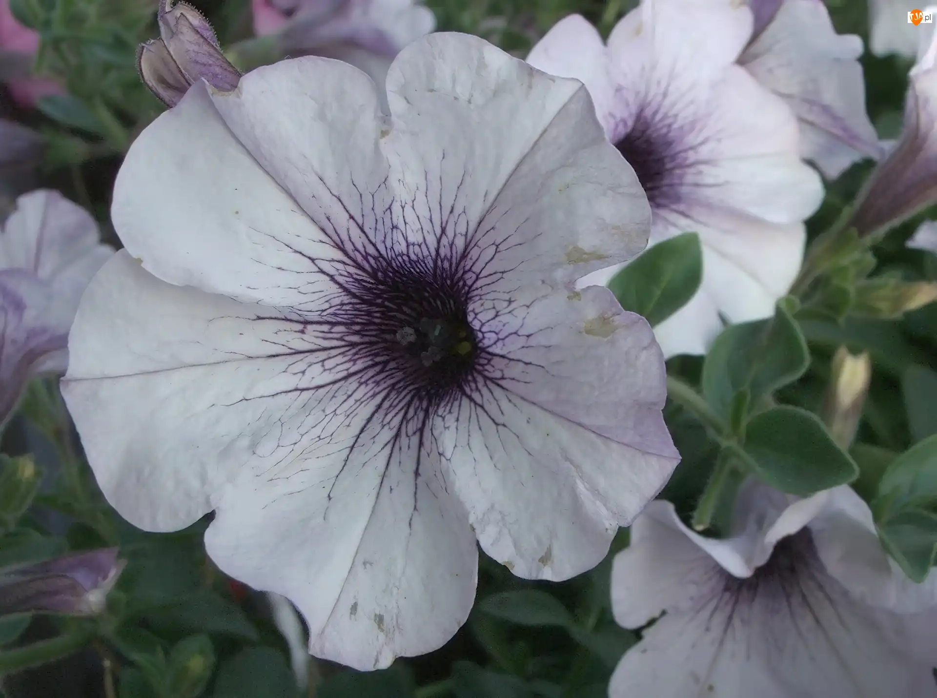 Petunia ogrodowa, Biała