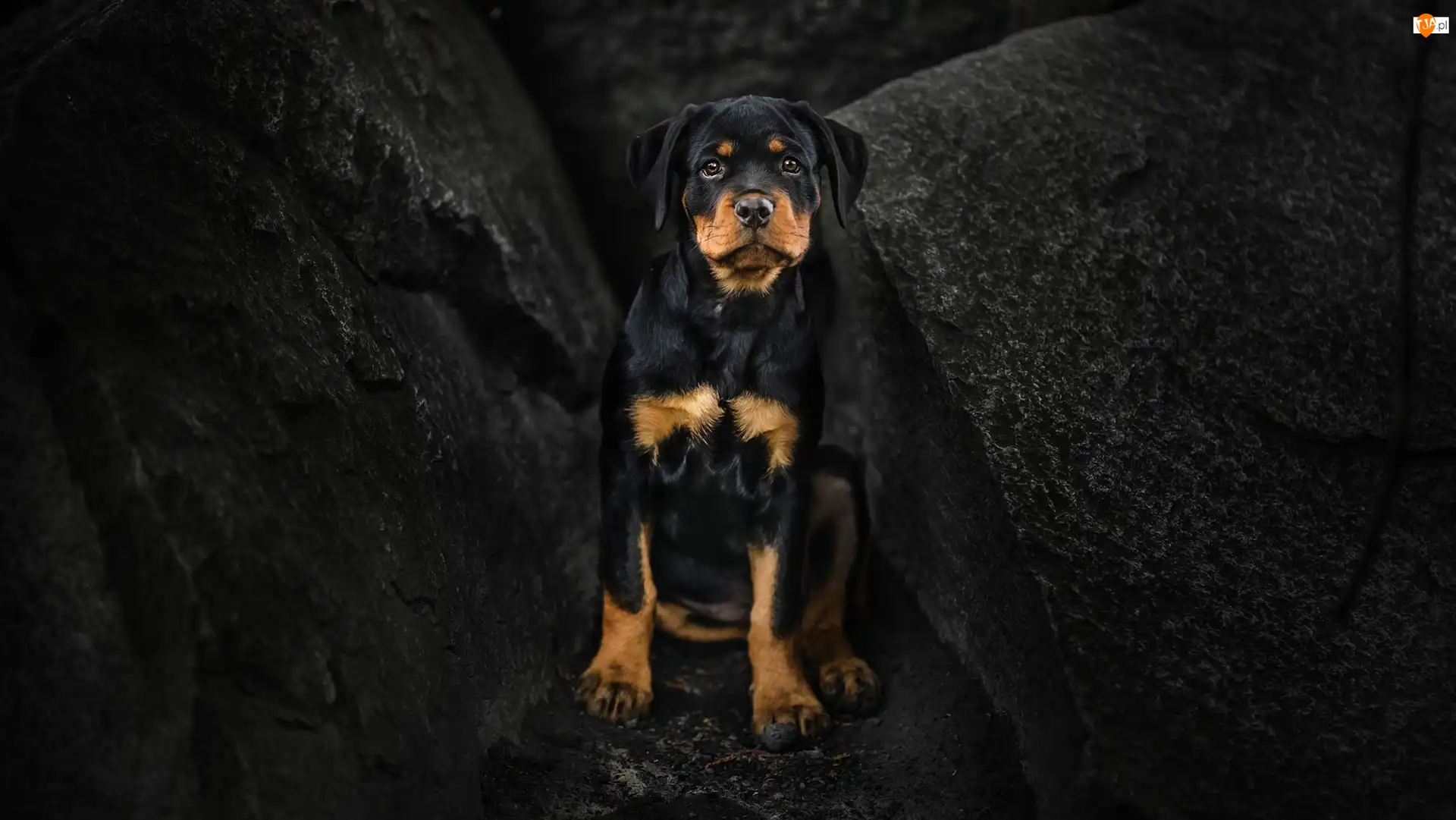 Skały, Pies, Szczeniak, Rottweiler