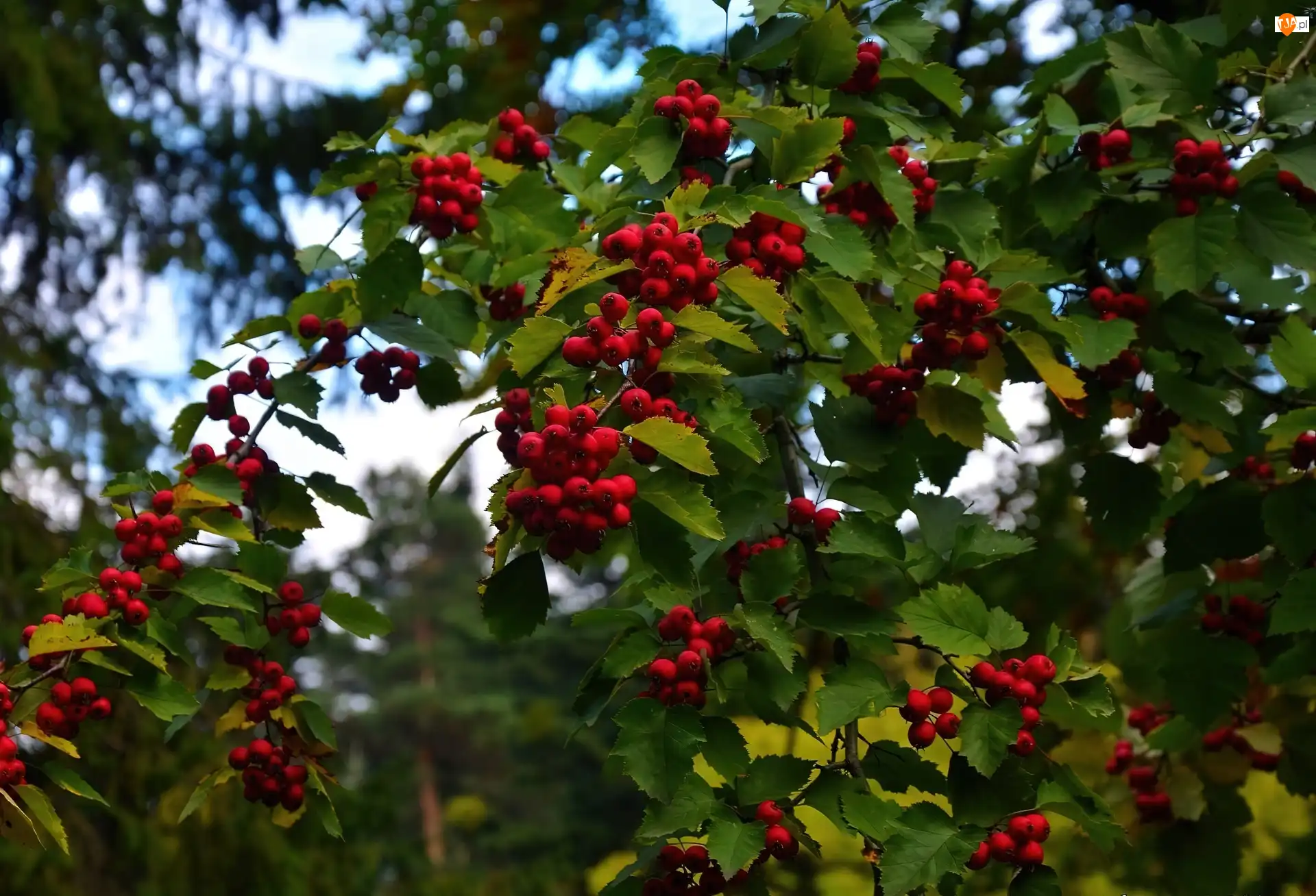 Liście, Jarzębina, Owoce