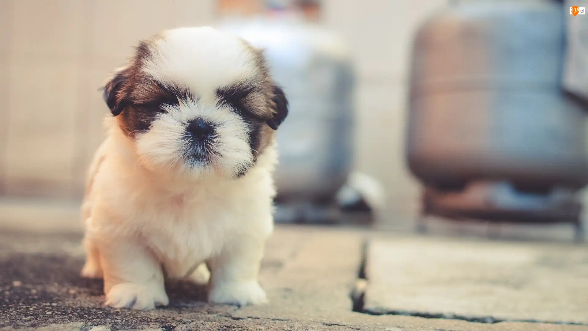 Shih Tzu, Pies, Szczeniak