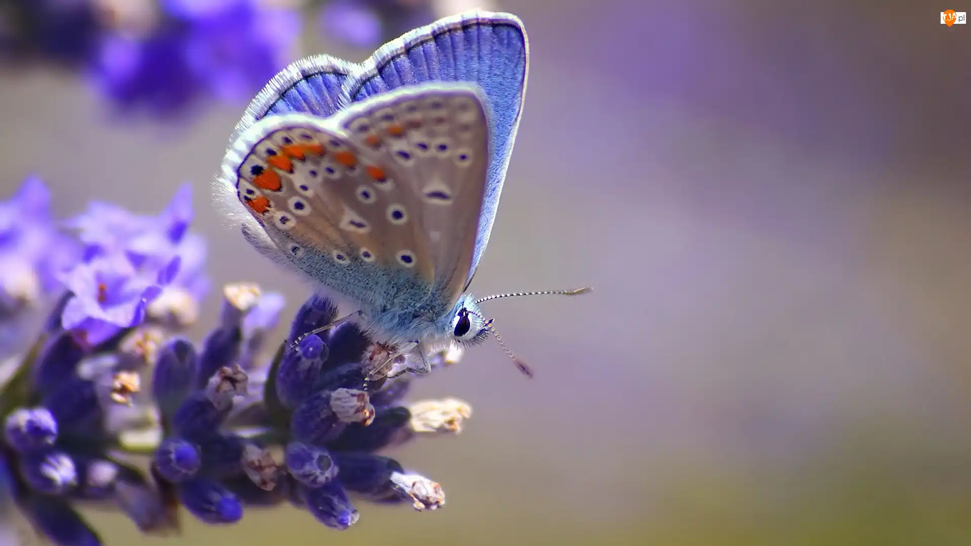 Kwiat, Błękitny, Motyl