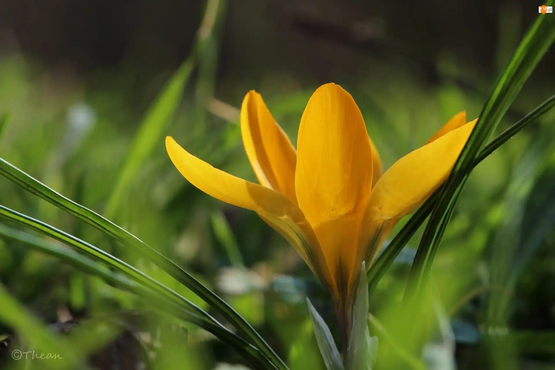 Wiosna, Żółty, Krokus, Kwiat