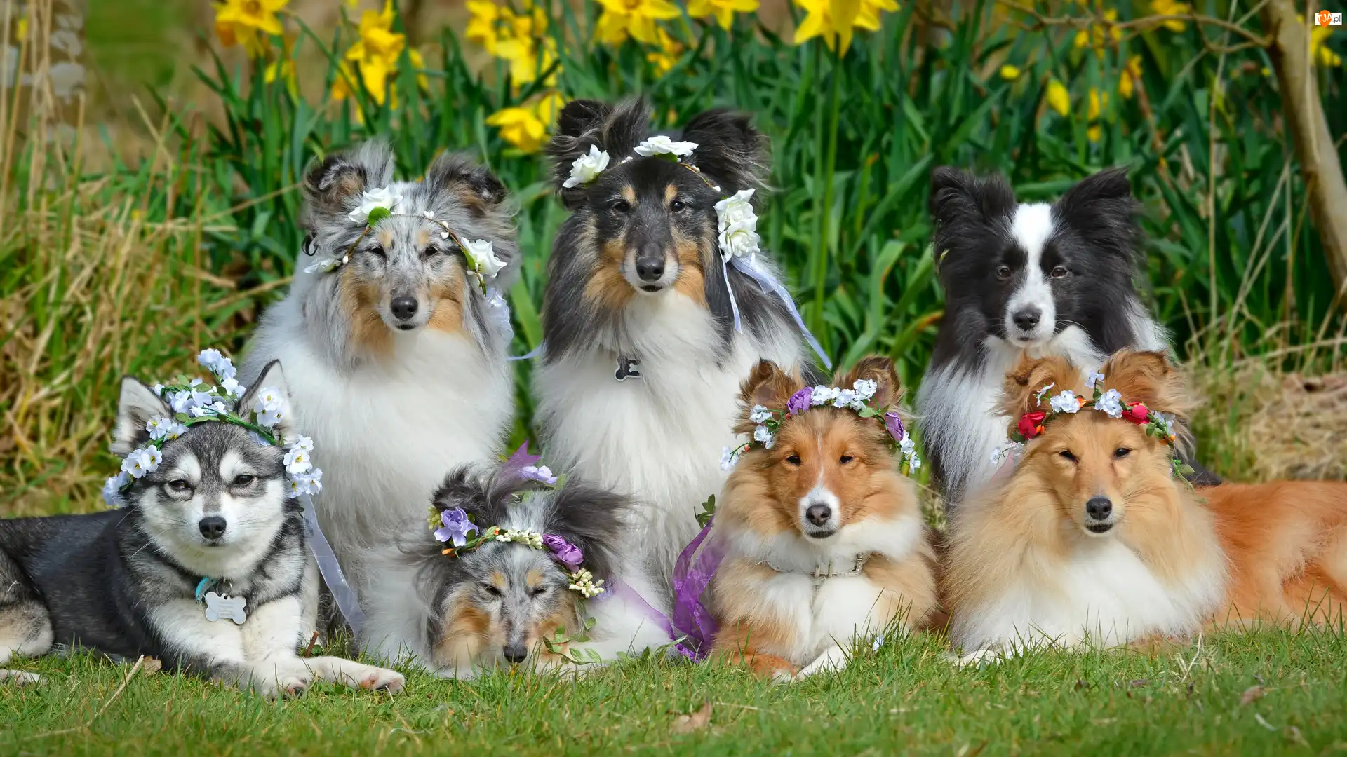 Border collie, Kwiaty, Owczarki szetlandzkie, Psy, Wianki