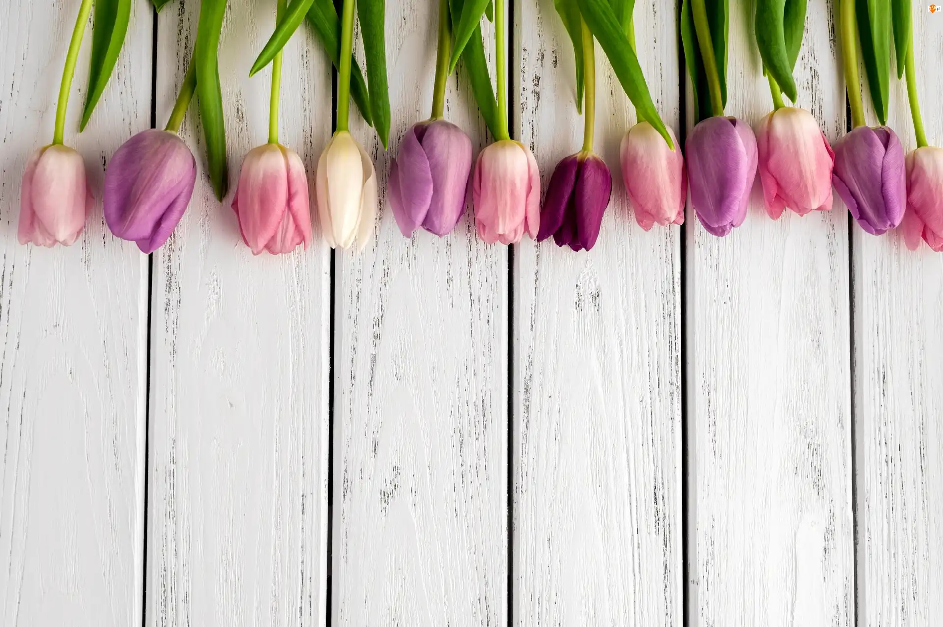 Deski, Tulipany