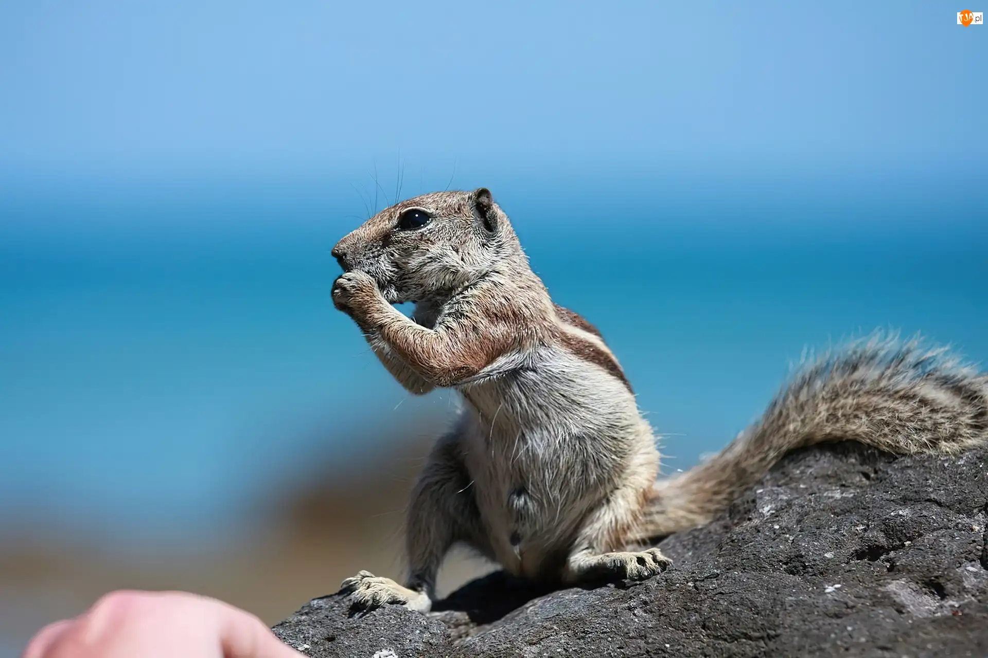 Skała, Wiewiórka, Chipmunk