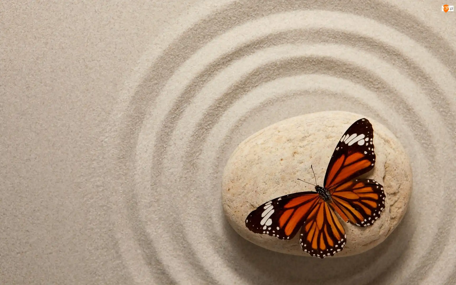 Monarch, Kamień, Piasek, Motyl