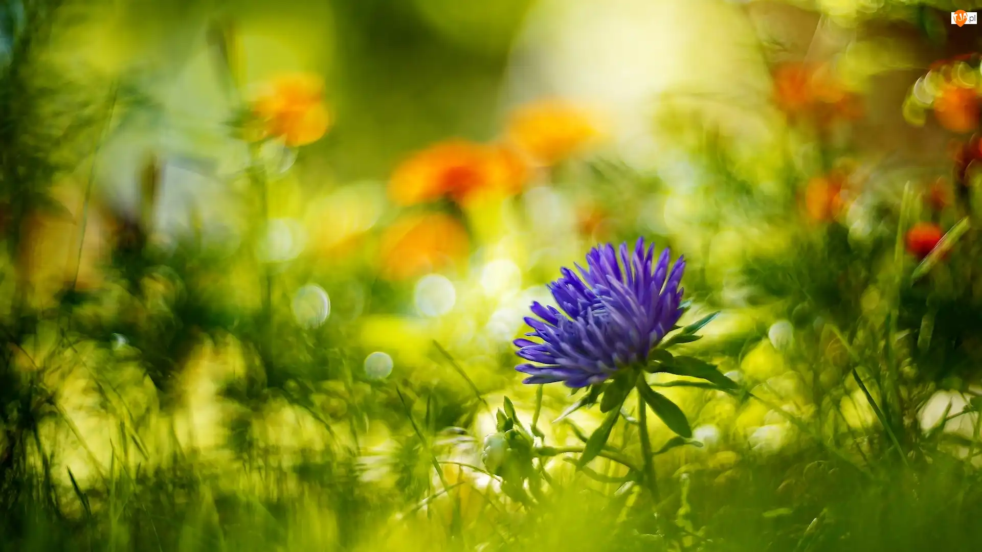 Rozmyte tło, Kwiaty, Aster