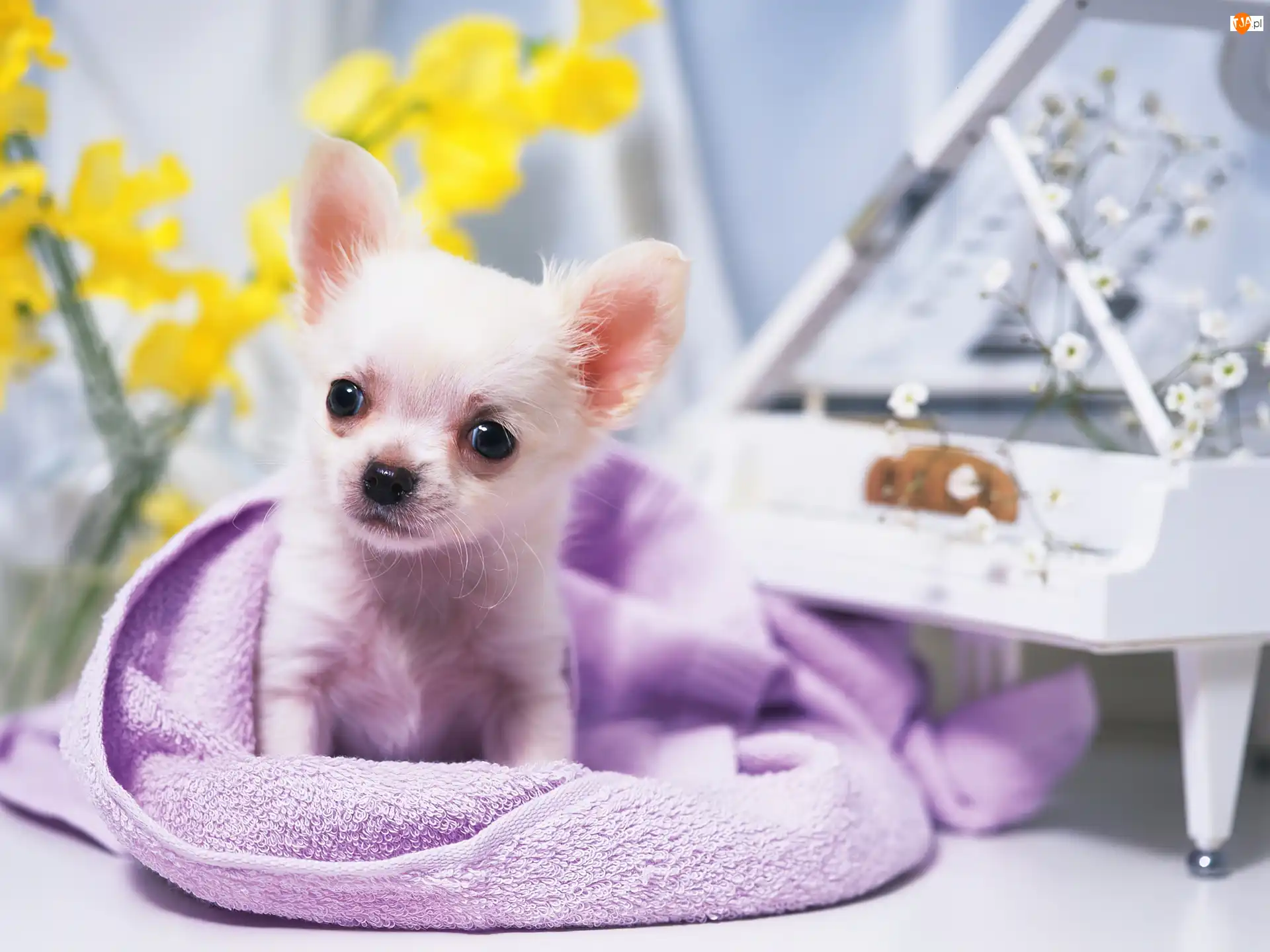 Chihuahua, słodziak, malutki, piesek