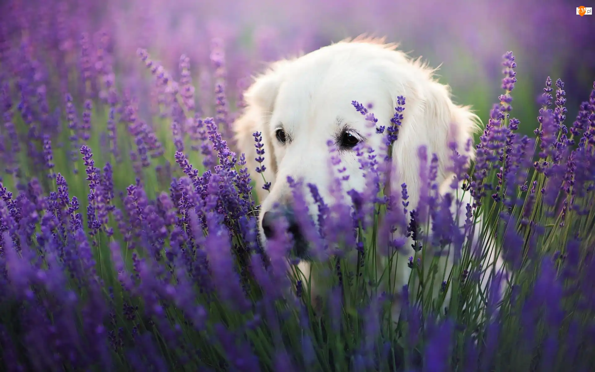 Lawenda wąskolistna, Golden retriever