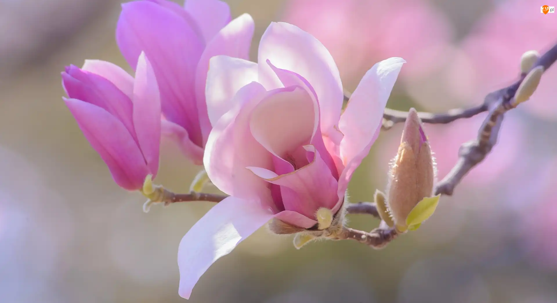 Kwiaty, Magnolia, Bladoróżowe, Gałązka, Pąki