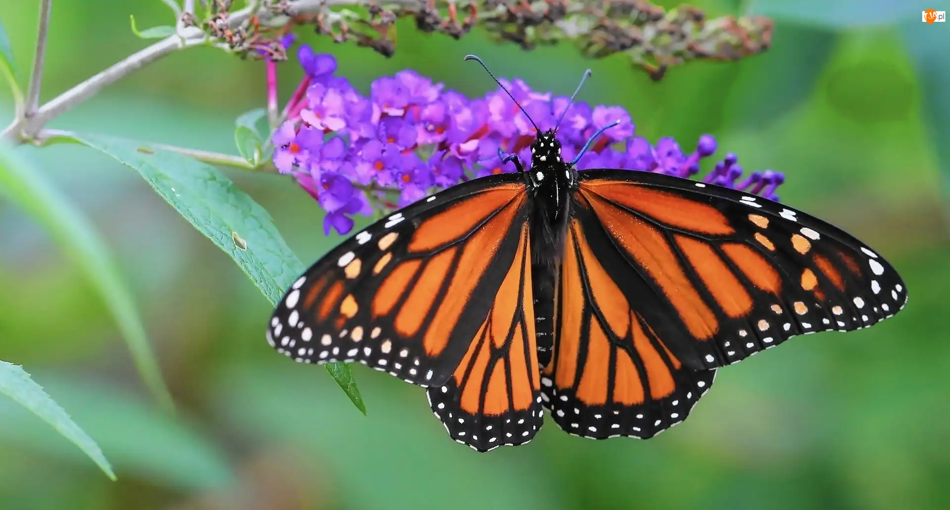 Kwiaty, Motyl, Monarch