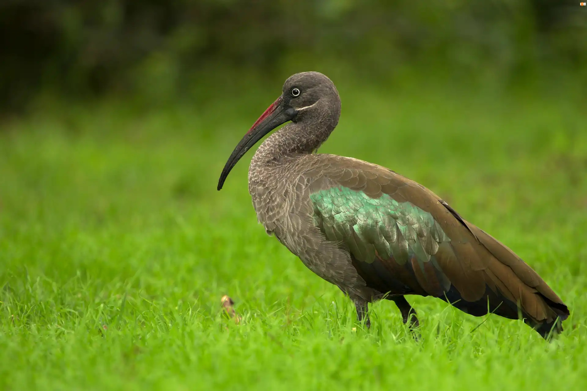 Trawa, Czarny, Ibis, Zieleń