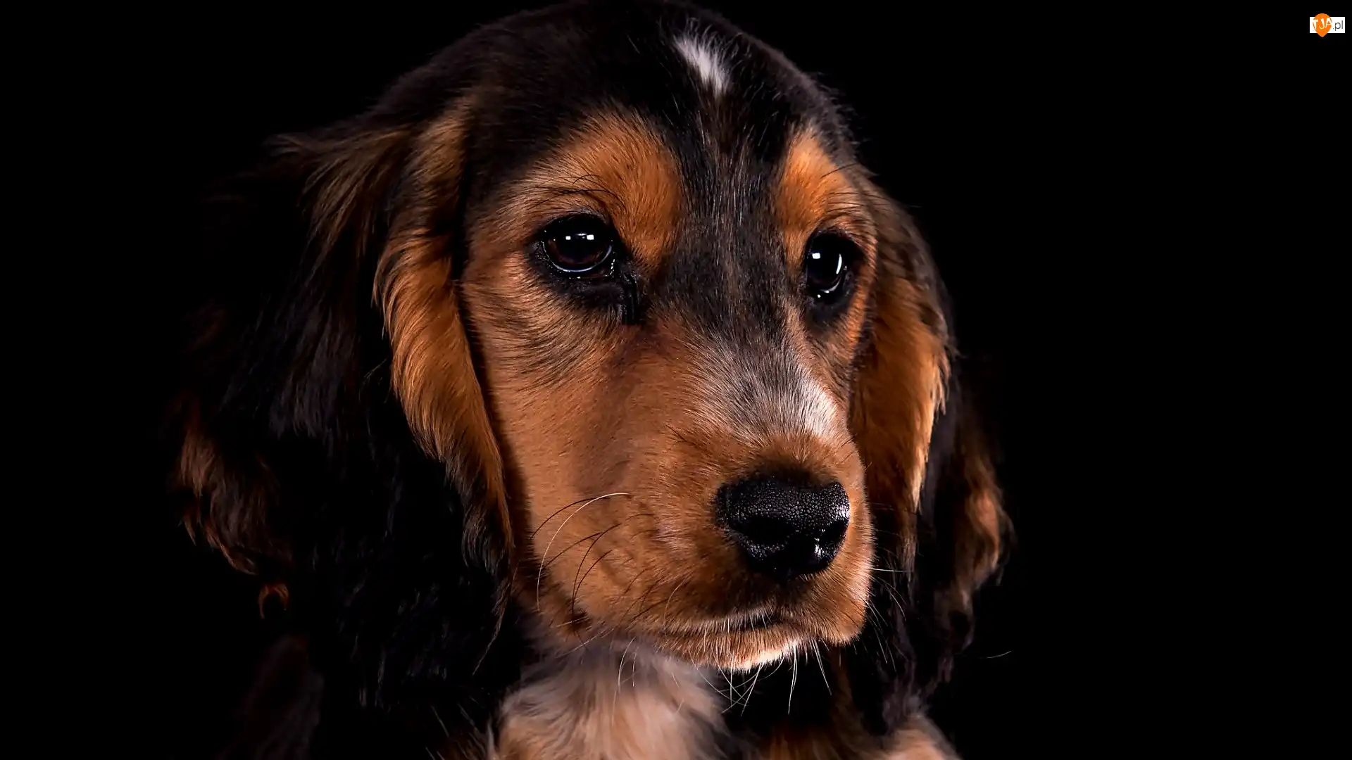 Ciemne tło, Cocker spaniel, Mordka, Spojrzenie