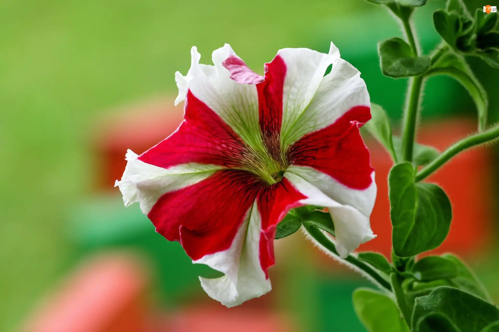 Petunia, Kwiat, Biało-czerwona
