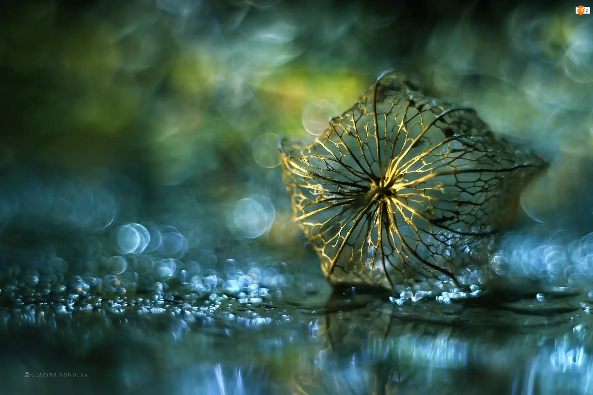 Bokeh, Miechunka Rozdęta, Roślina, Sucha