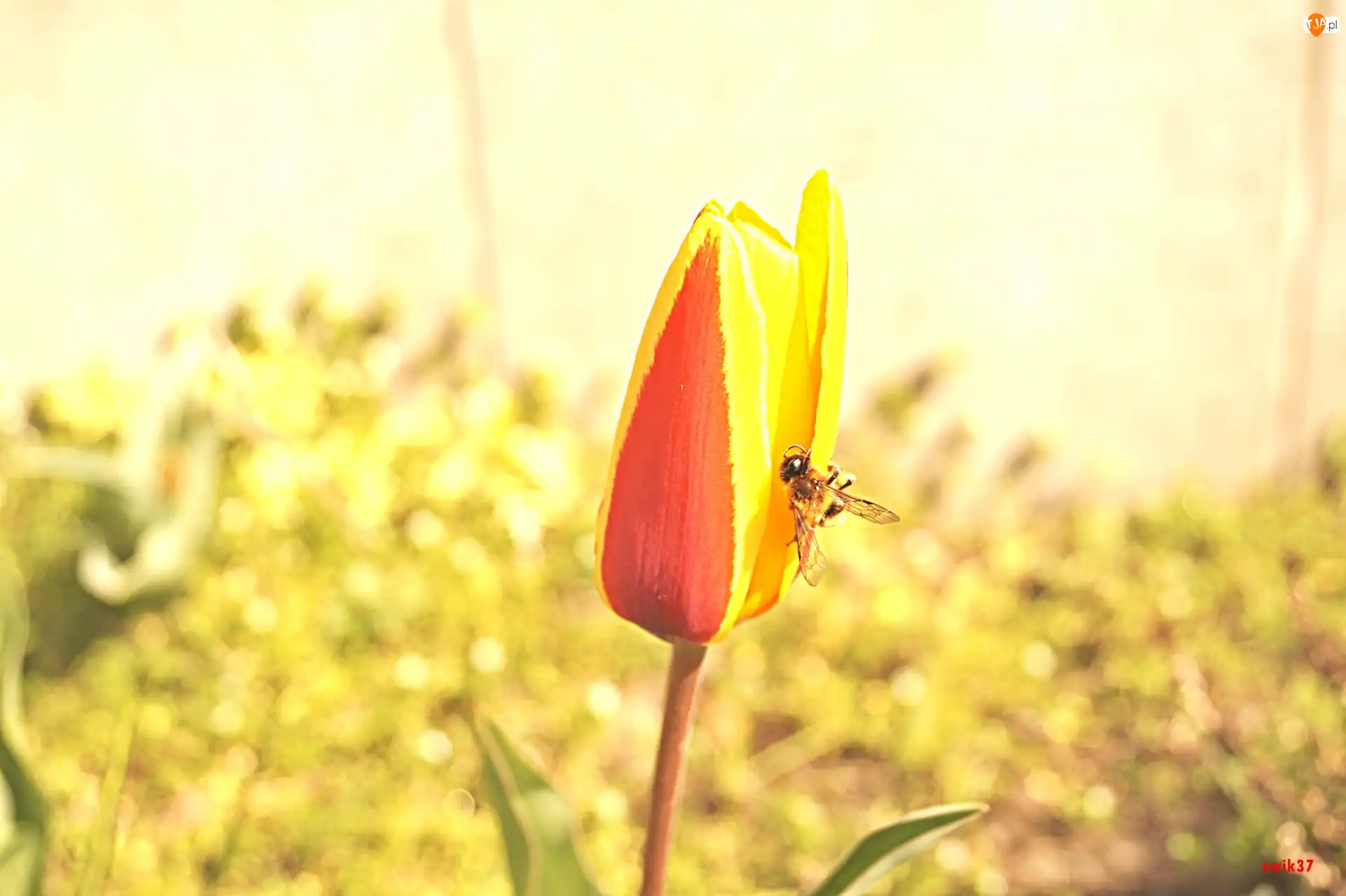 Pszczoła, Tulipan, Żółto, Czerwony