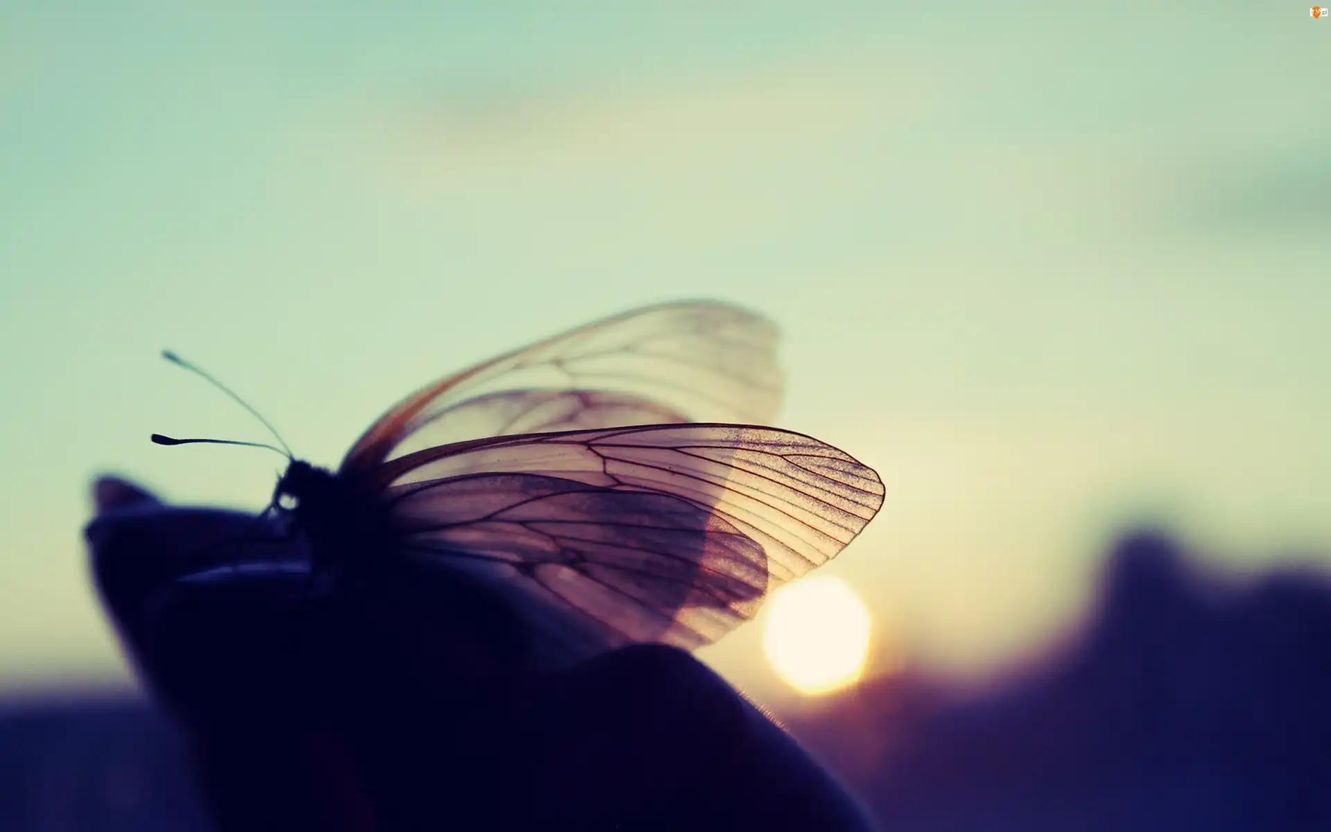Światło, Motyl, Makro, Blask