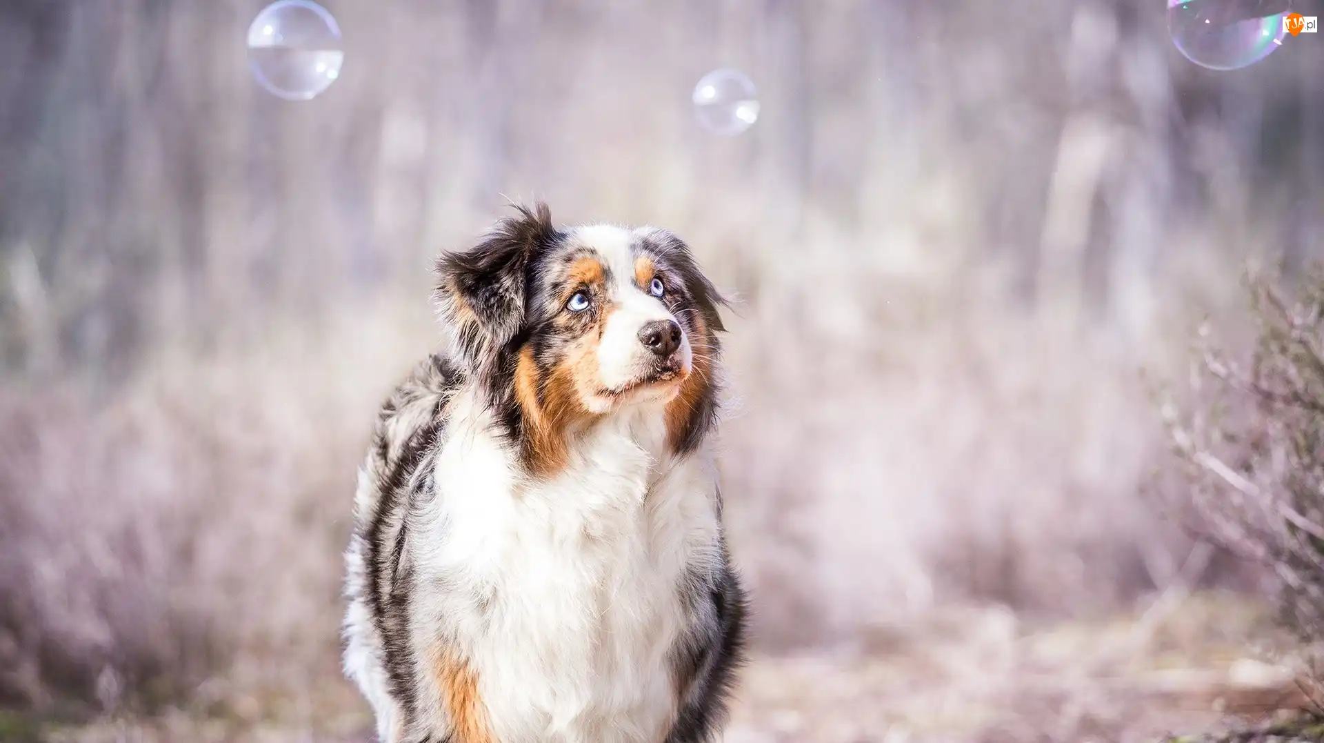 Bańki, Owczarek australijski, Australian shepherd, Spojrzenie