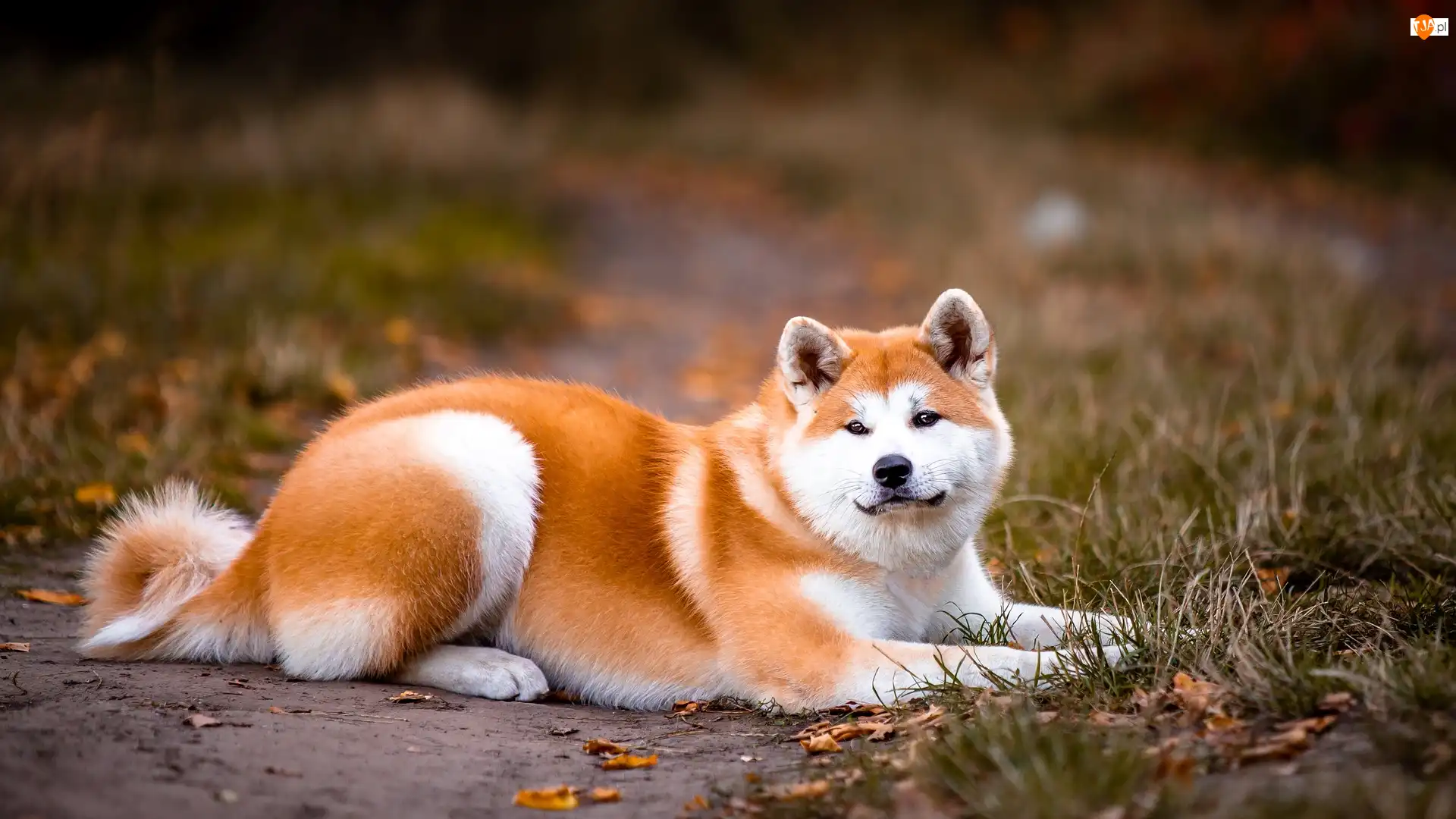 Rudo-biały, Leżący, Akita inu, Trawa, Pies, Ścieżka