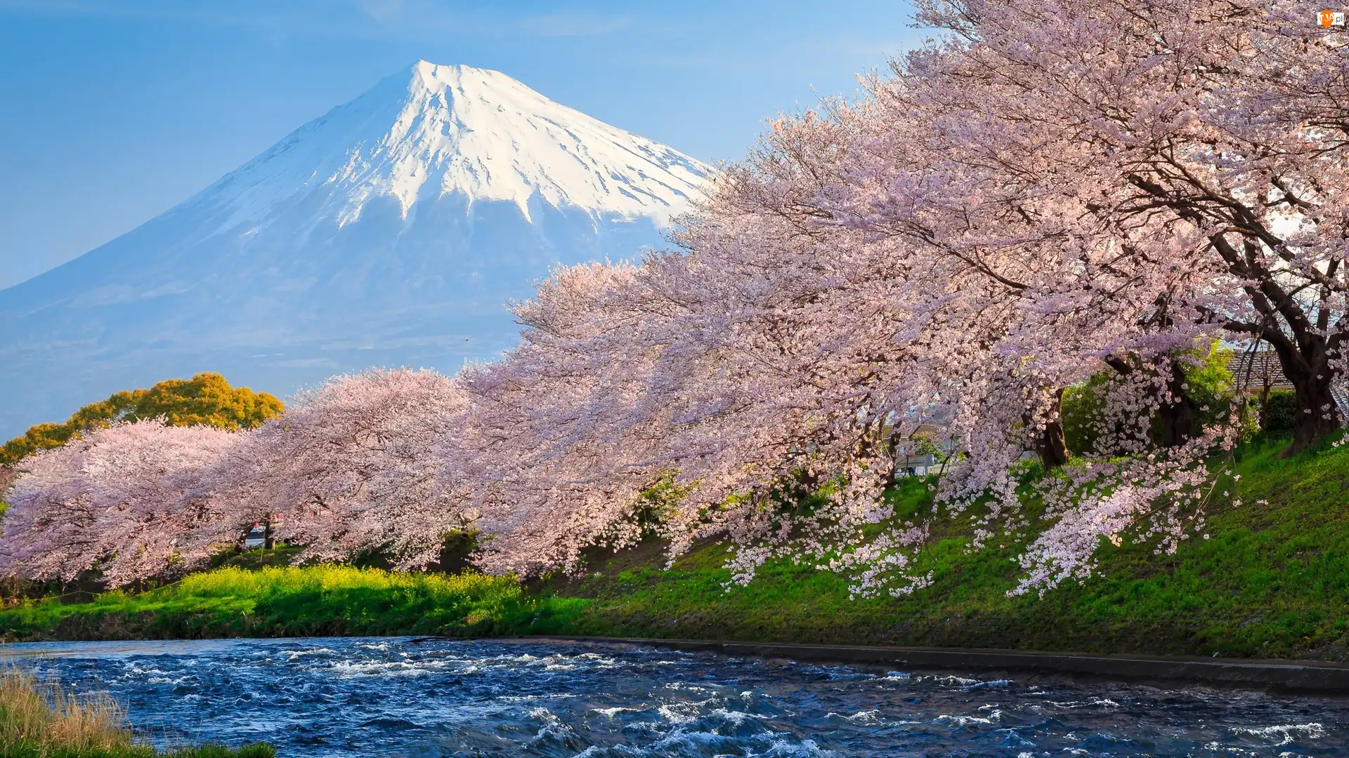 Góra, Wiosna, Rzeka, Mount Fuji, Okwiecone, Stratowulkan Fudżi, Japonia, Drzewa