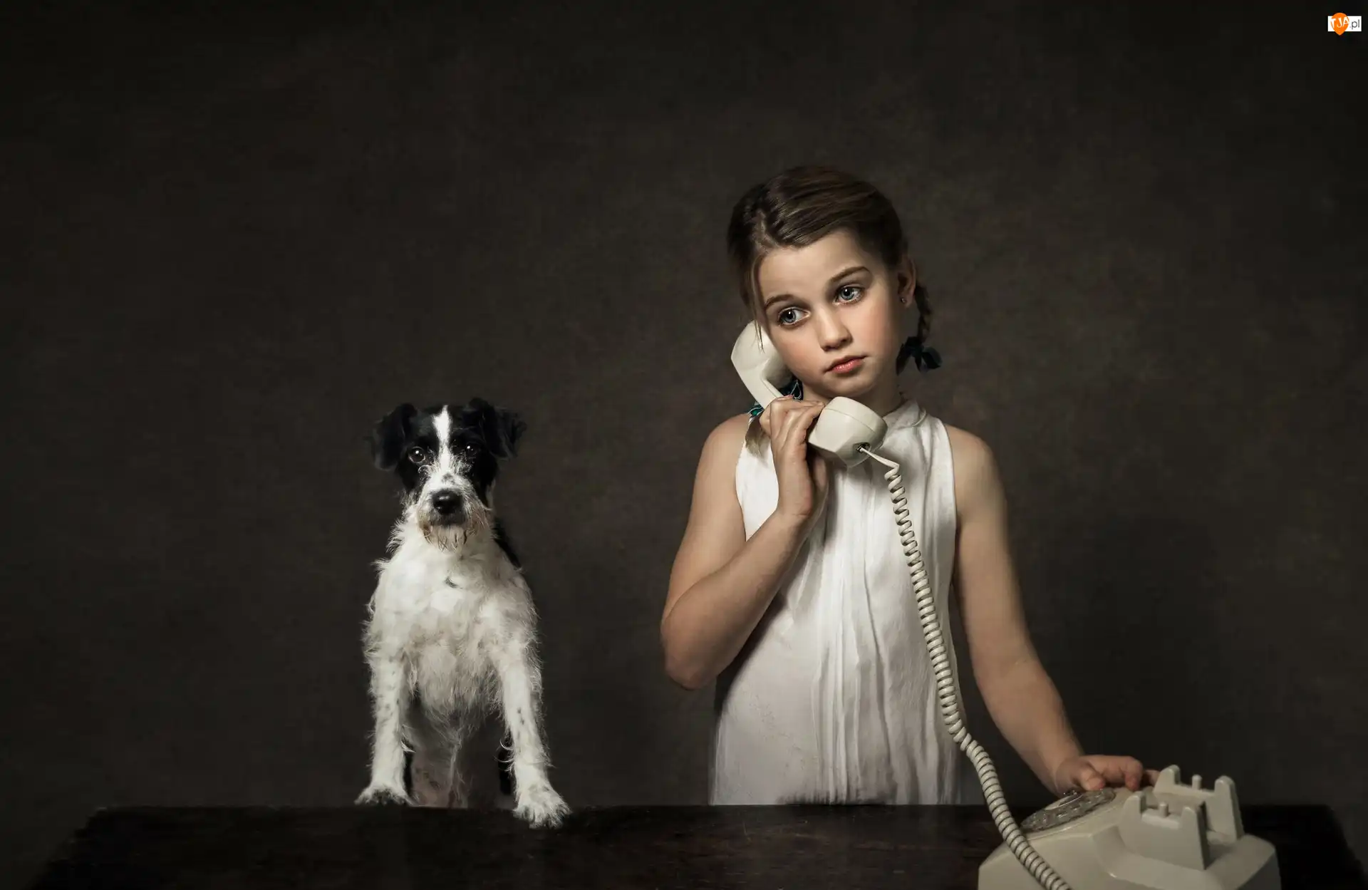 Parson Russell terrier, Dziewczynka, Telefon, Pies