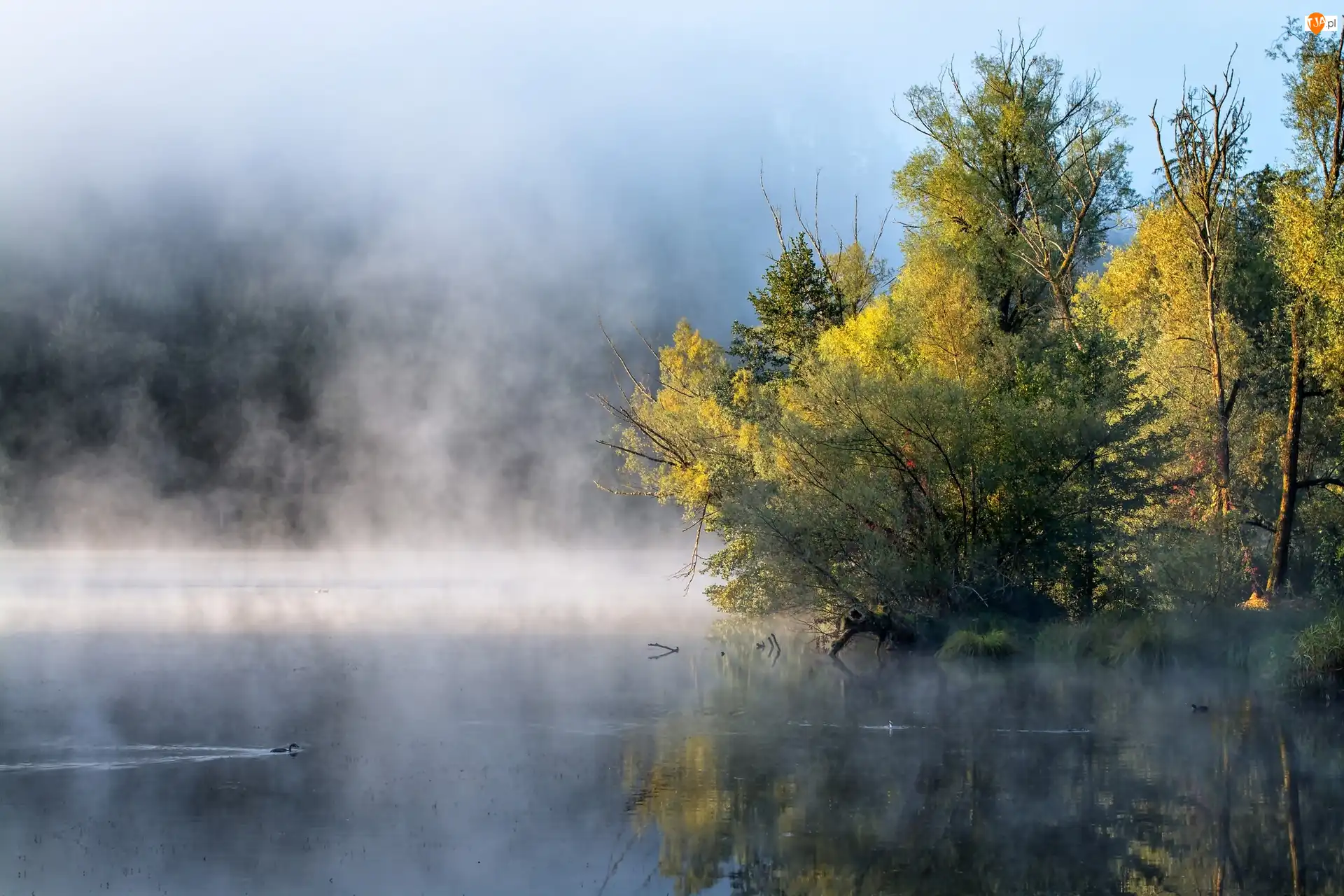 Mgła, Jezioro, Las