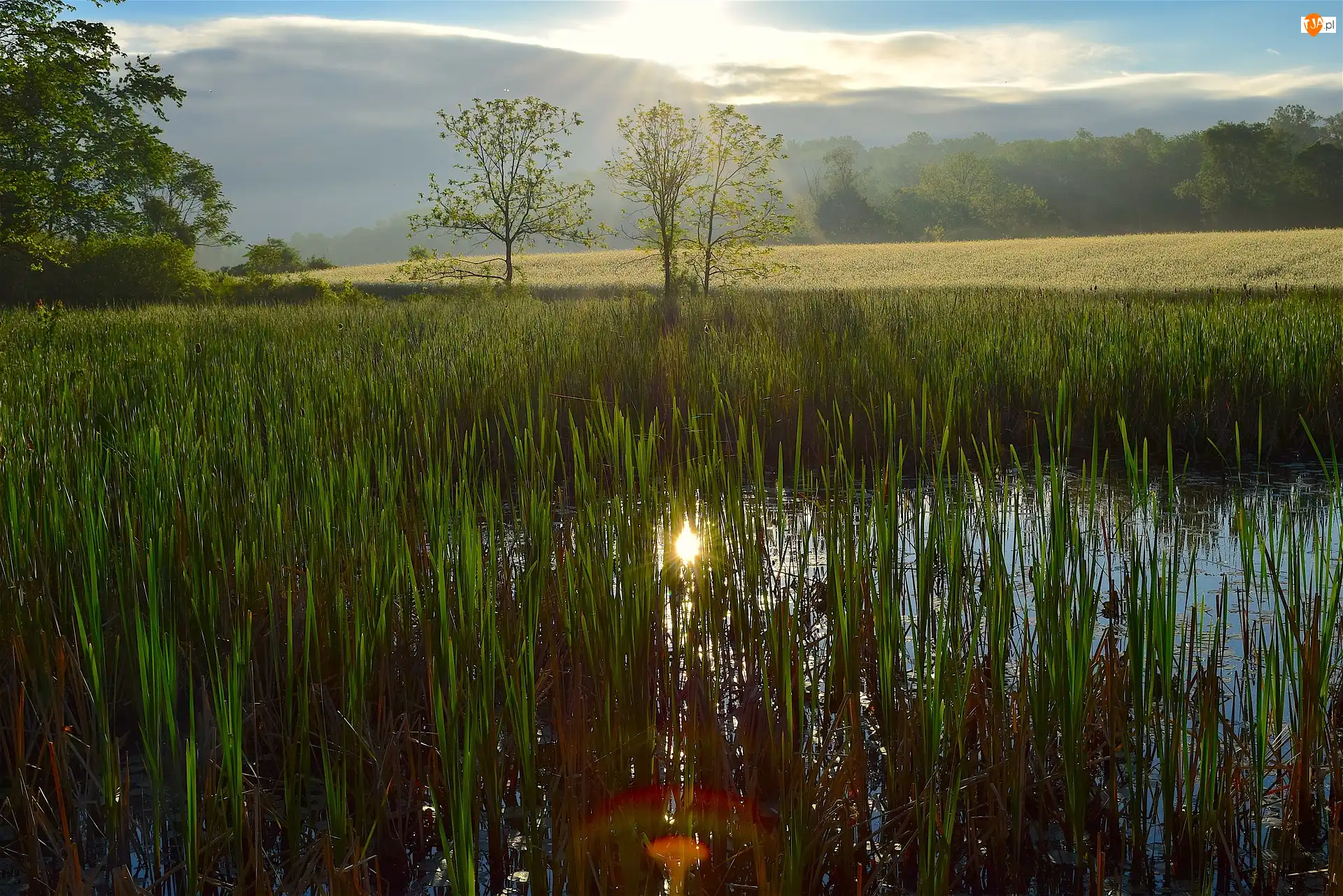 Szuwary, Drzewa, Bagno, Mokradła, Trawa