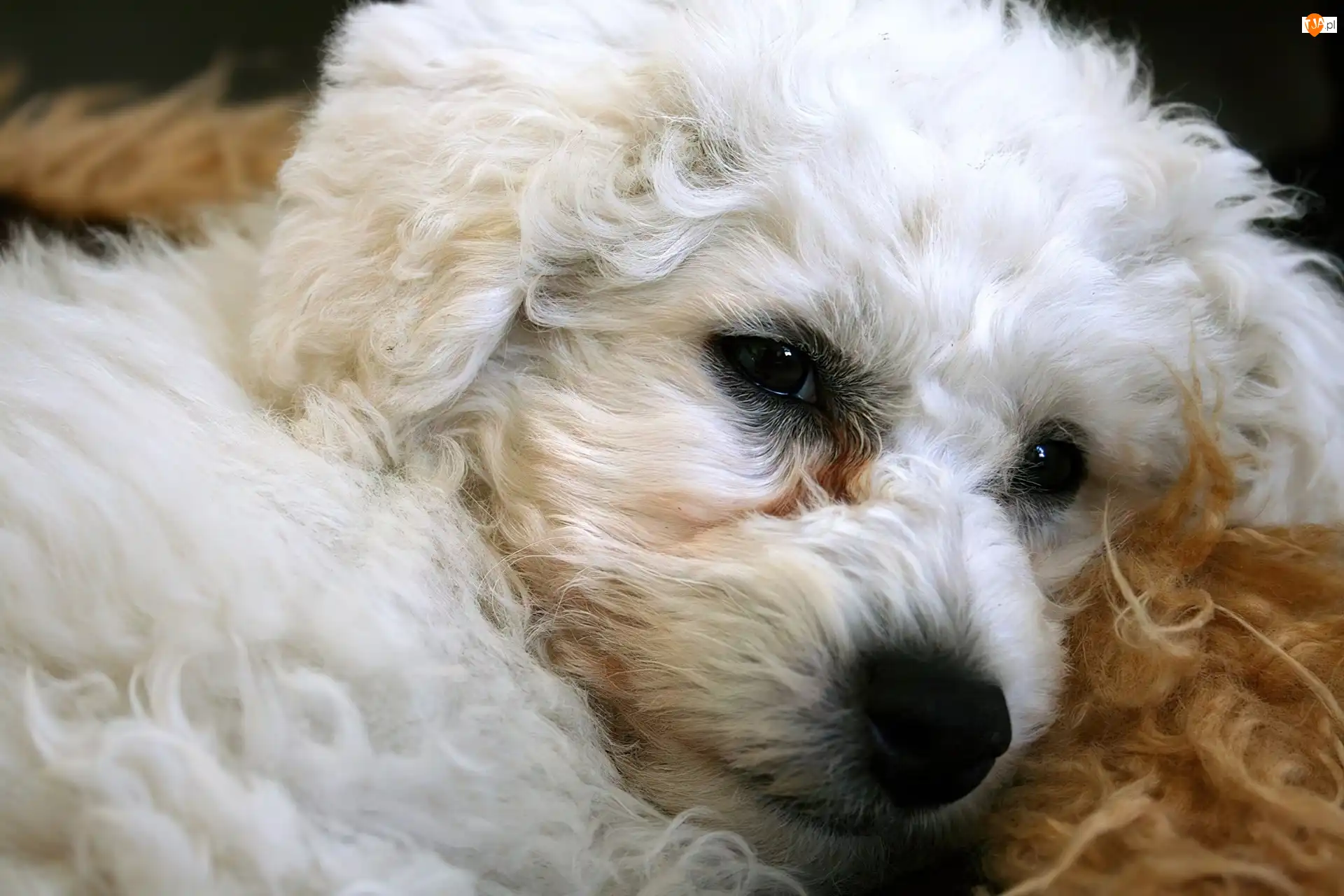 Bichon Frise, Piesek, Głowa