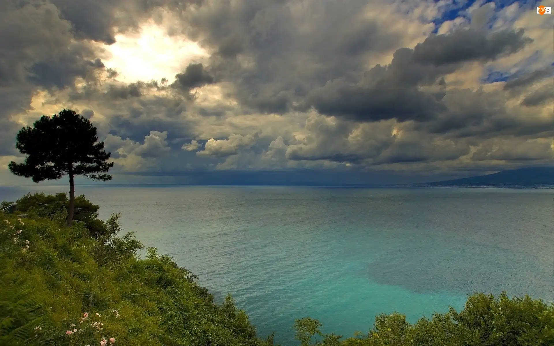 Drzewo, Wybrzeże, Chmury, Światło, Morze, Przebijające