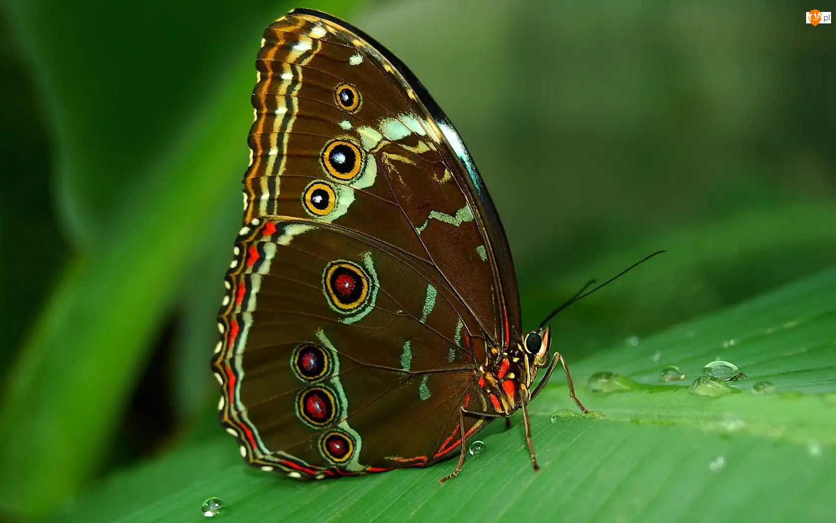 Rosa, Motyl, Liść